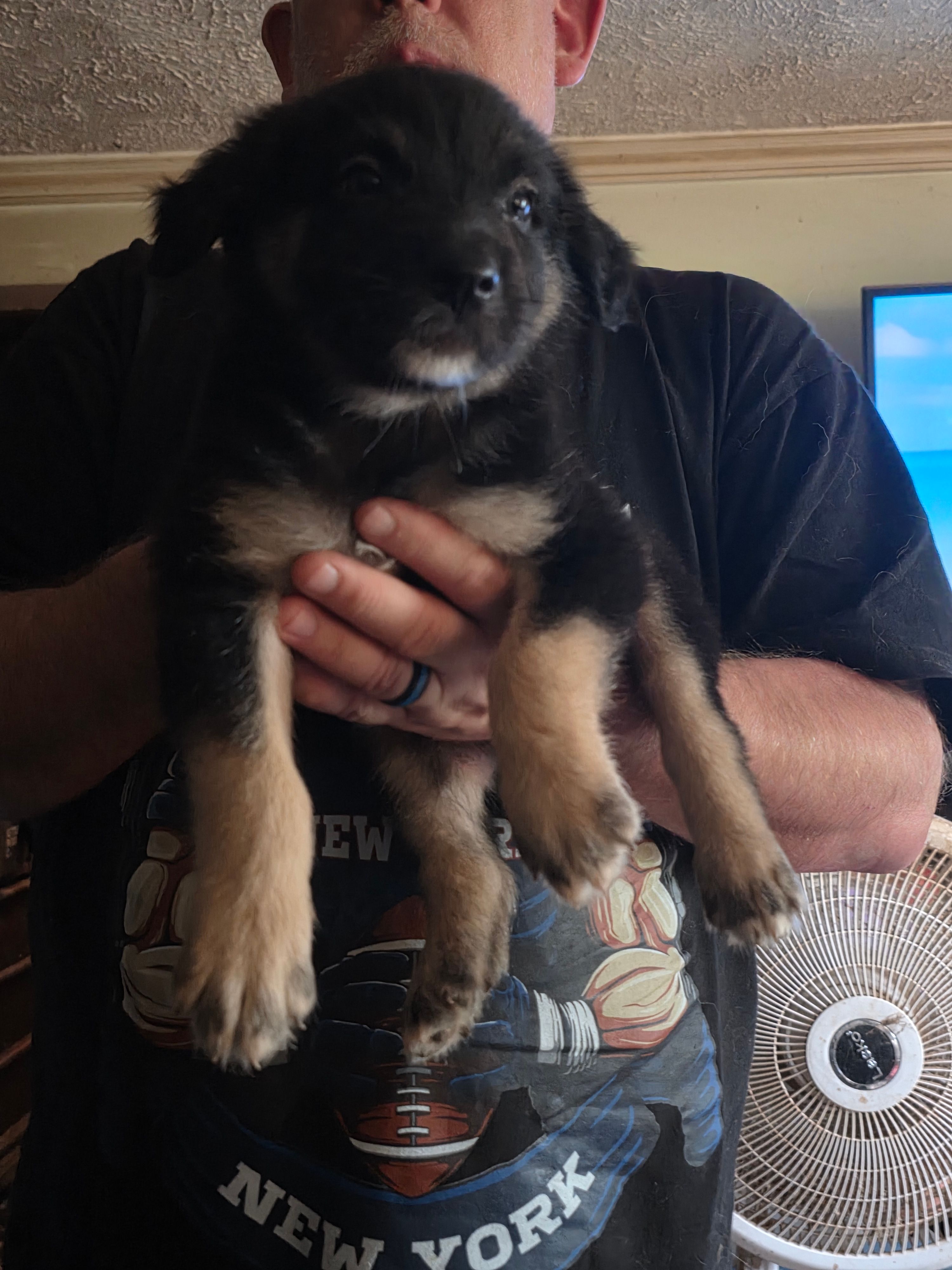 Ronan – Australian Shepherd puppy for sale in Fairmont, WV