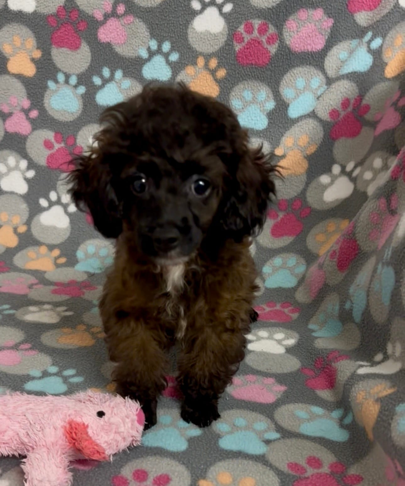 Moxie – Poodle - Toy  puppy for sale in Fitzgerald, GA