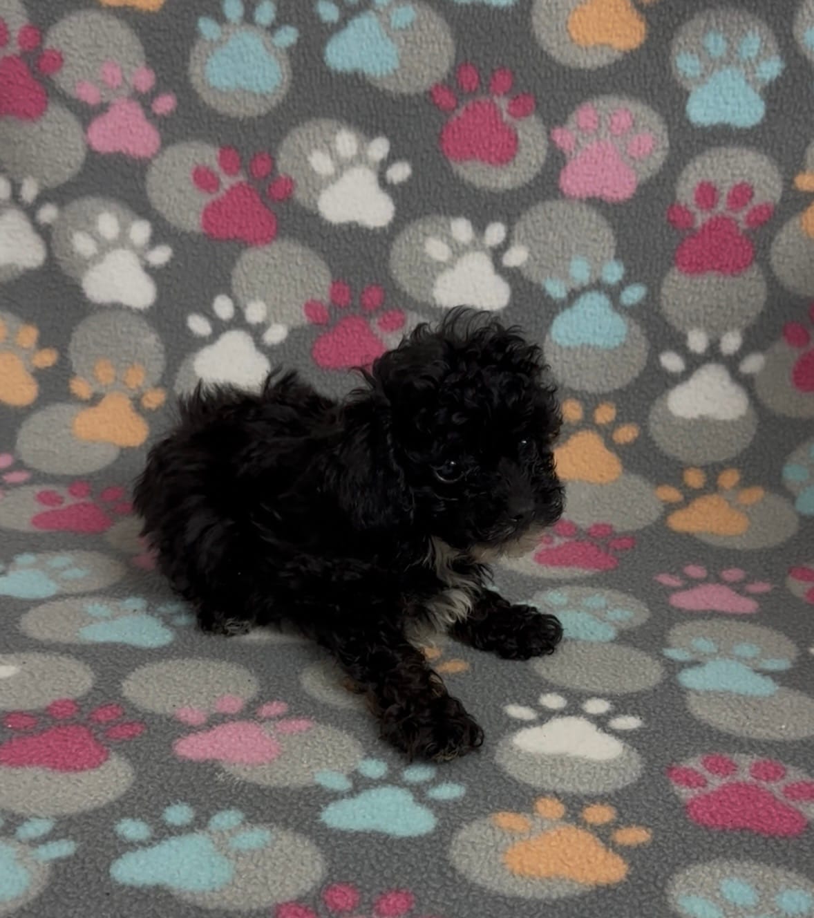 Tiny Misty – Poodle - Toy  puppy for sale in Fitzgerald, GA