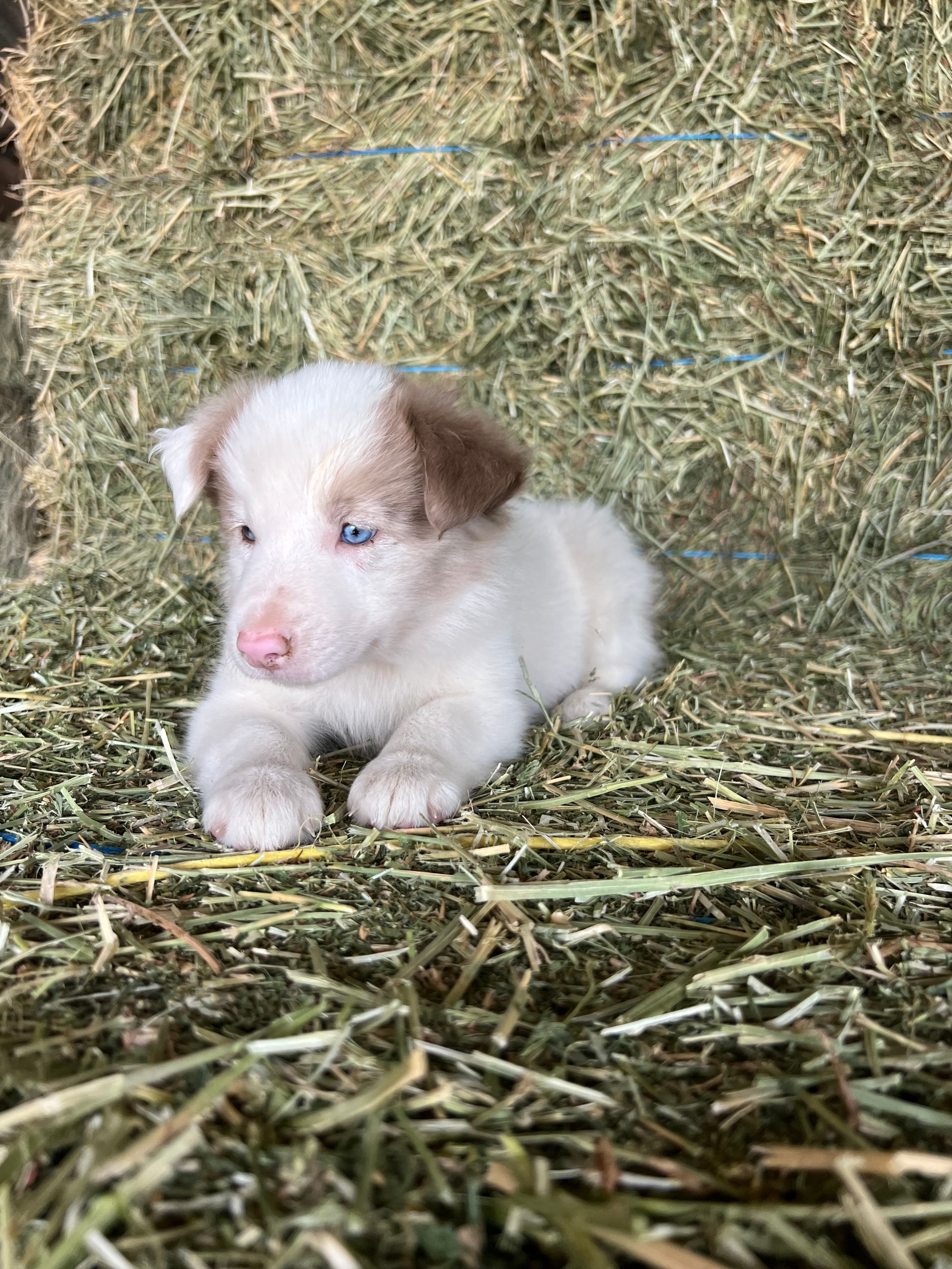 Clare – Border Collie puppy for sale in Comfort, TX