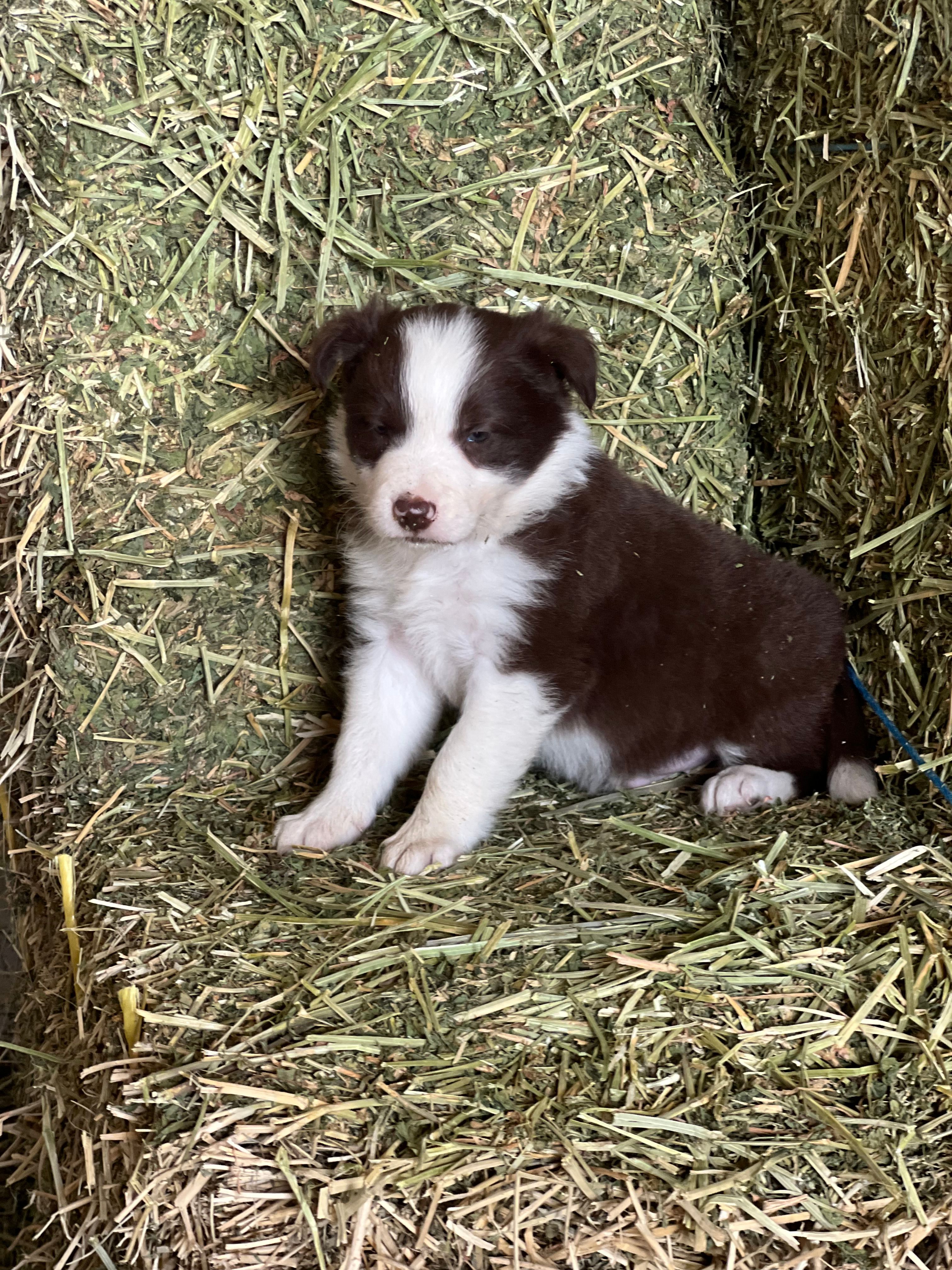 Red white ABCA  – Border Collie puppy for sale in Comfort, TX