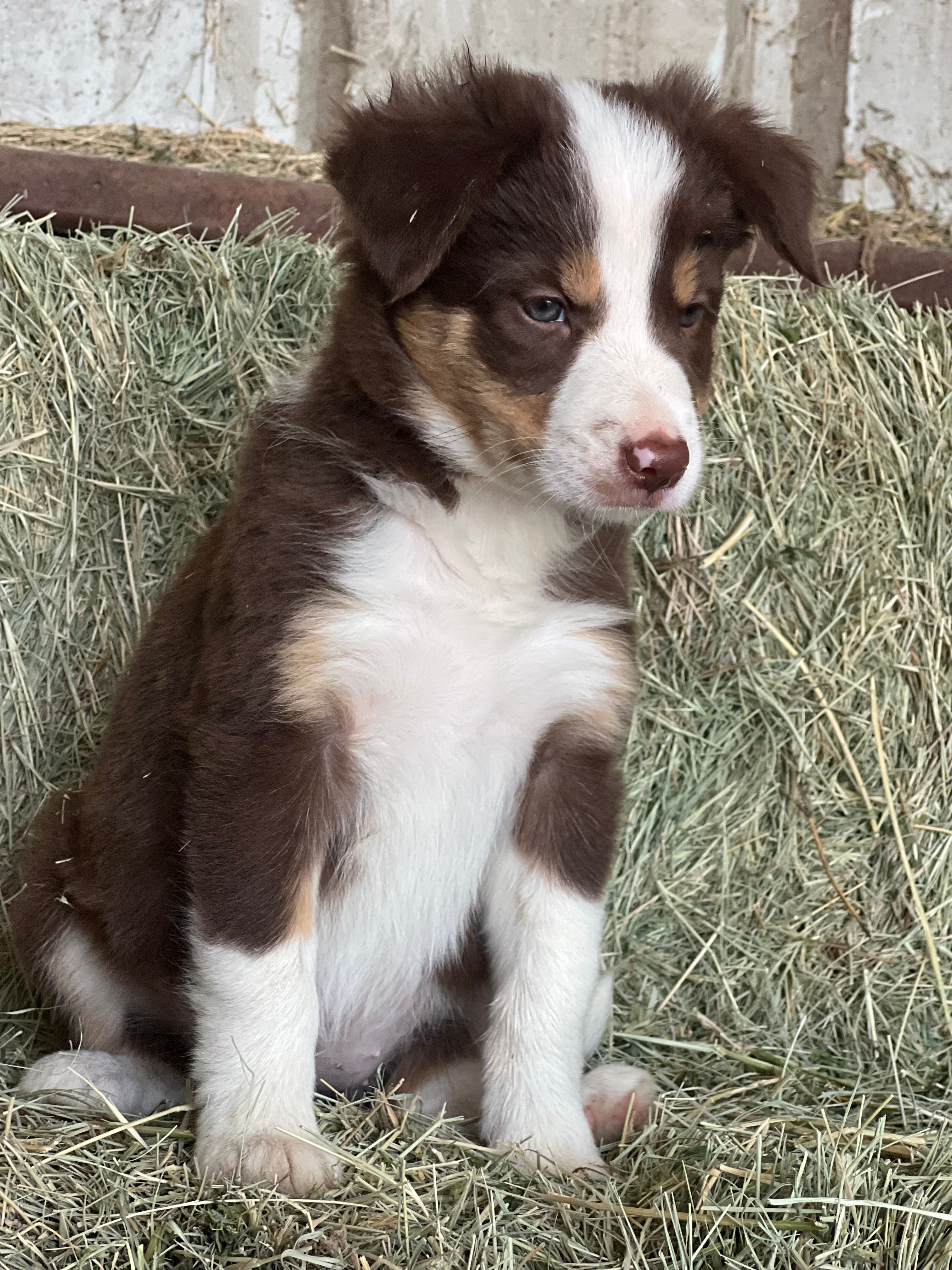 Red tri Fendi ABCA  – Border Collie puppy for sale in Comfort, TX