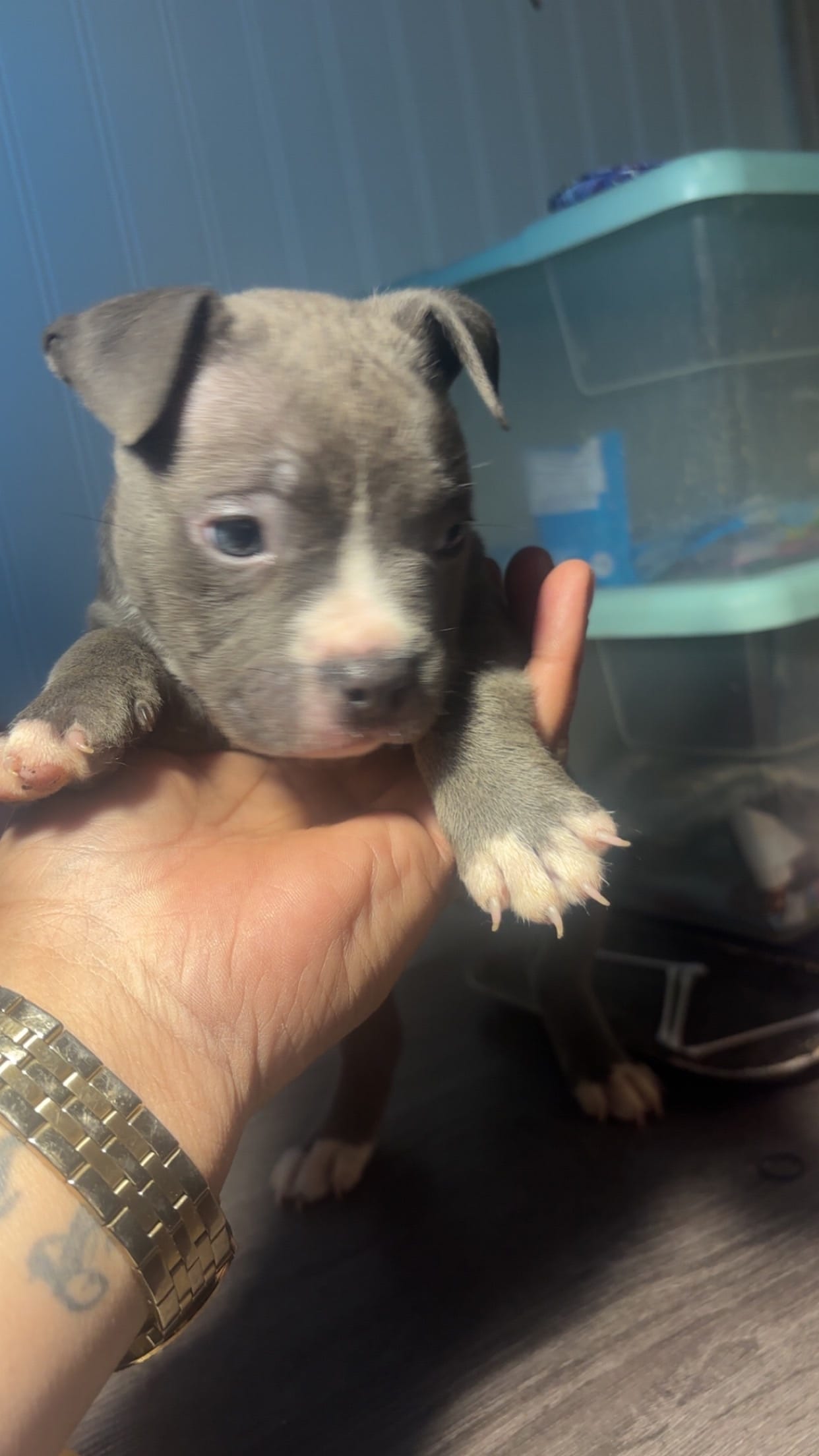 Lola bee – American Bully, American Pit Bull Terrier puppy for sale in Providence, RI