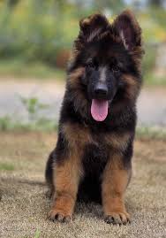 German shepherd boy – German Shepherd Dog puppy for sale in Vancouver, WA
