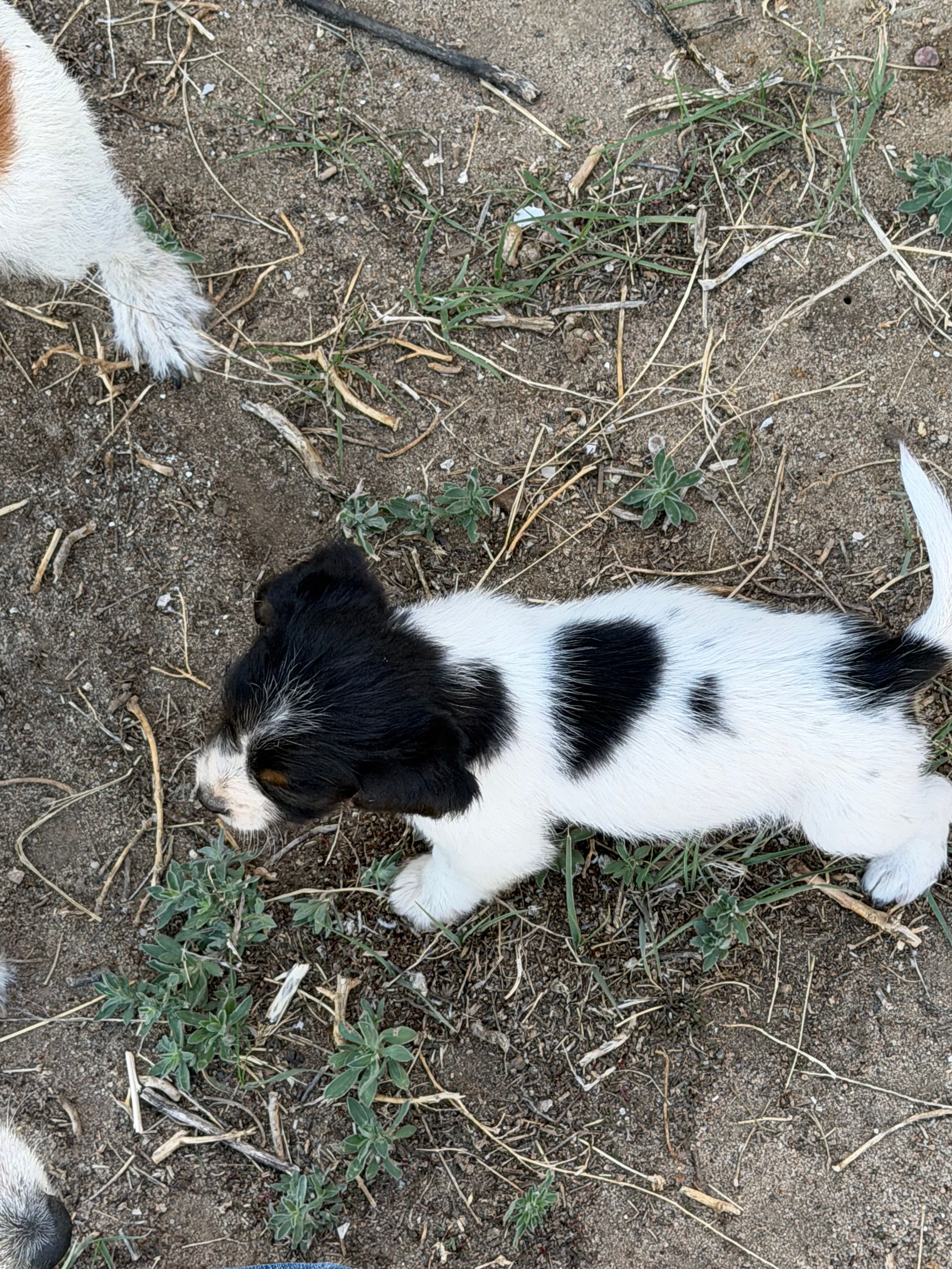 Little man – Jack Russell Terrier, Beagle puppy for sale in Cheyenne Wells, CO