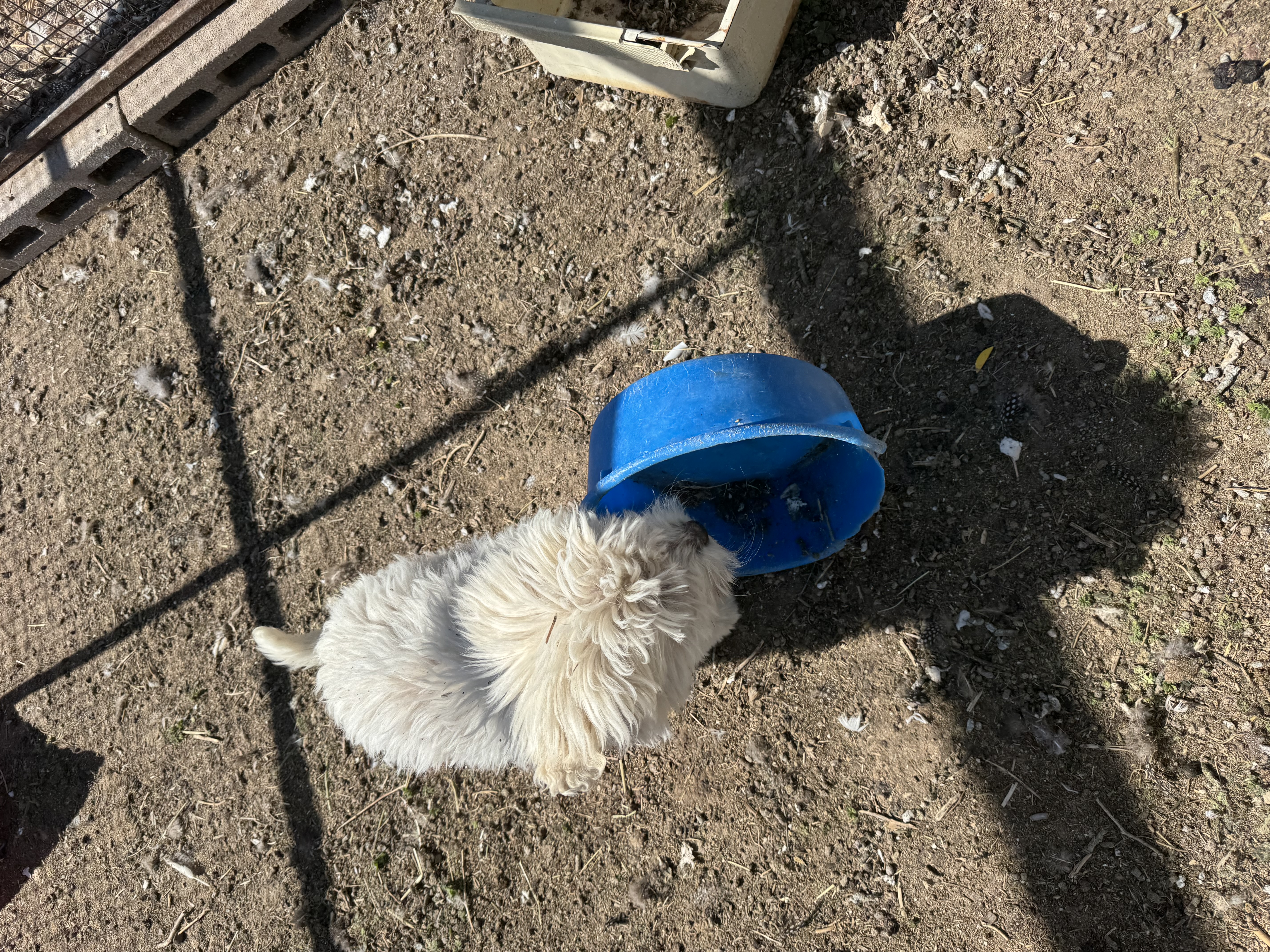 Komondor  – Komondor puppy for sale in Cheyenne Wells, CO