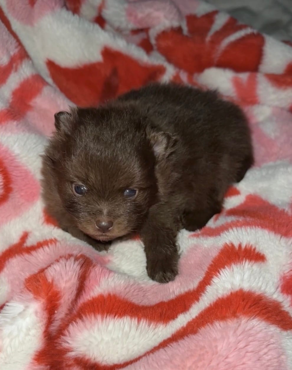 Bear – Pomeranian puppy for sale in Kingstree, SC