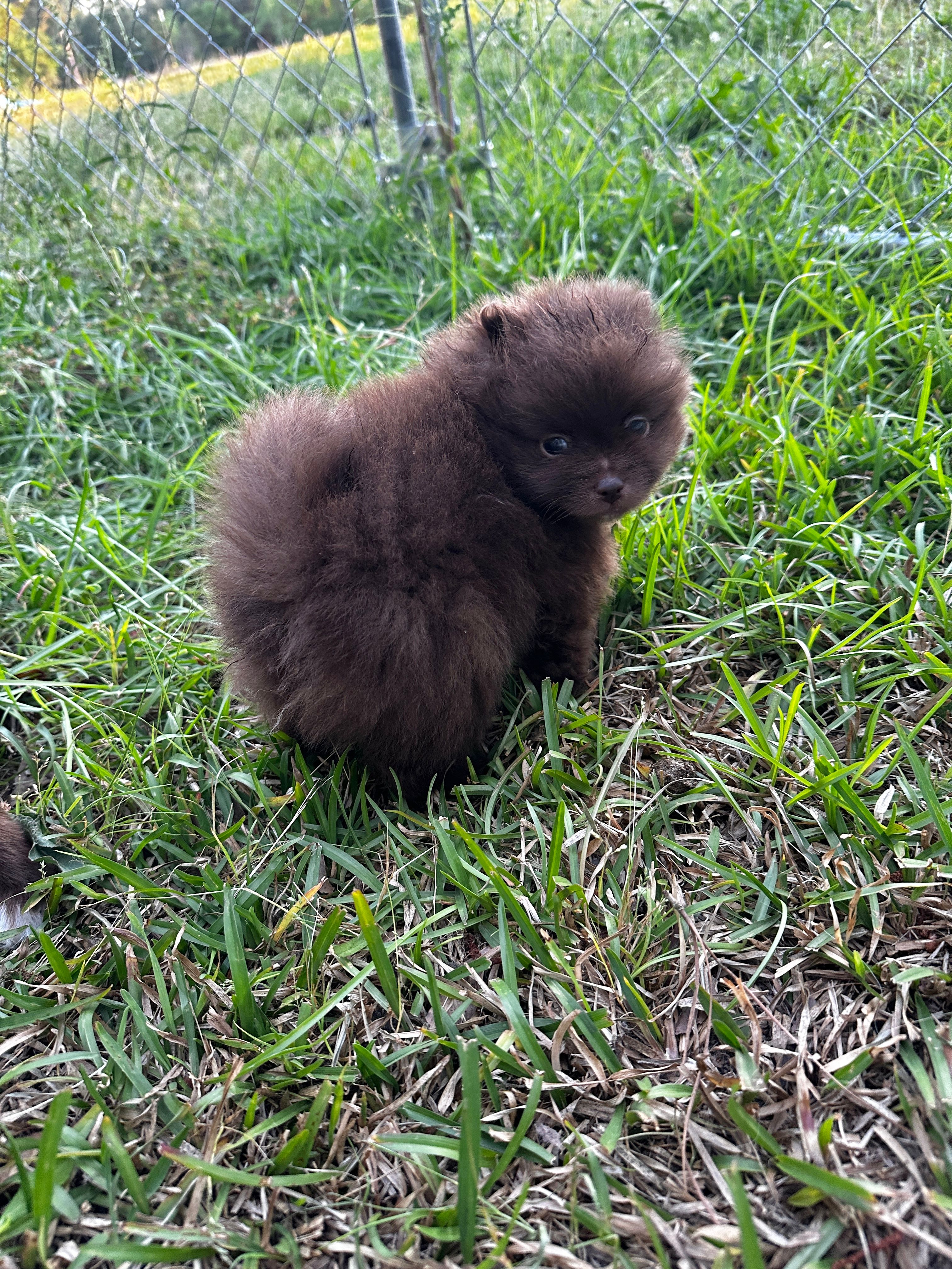 Bear – Pomeranian puppy for sale in Kingstree, SC
