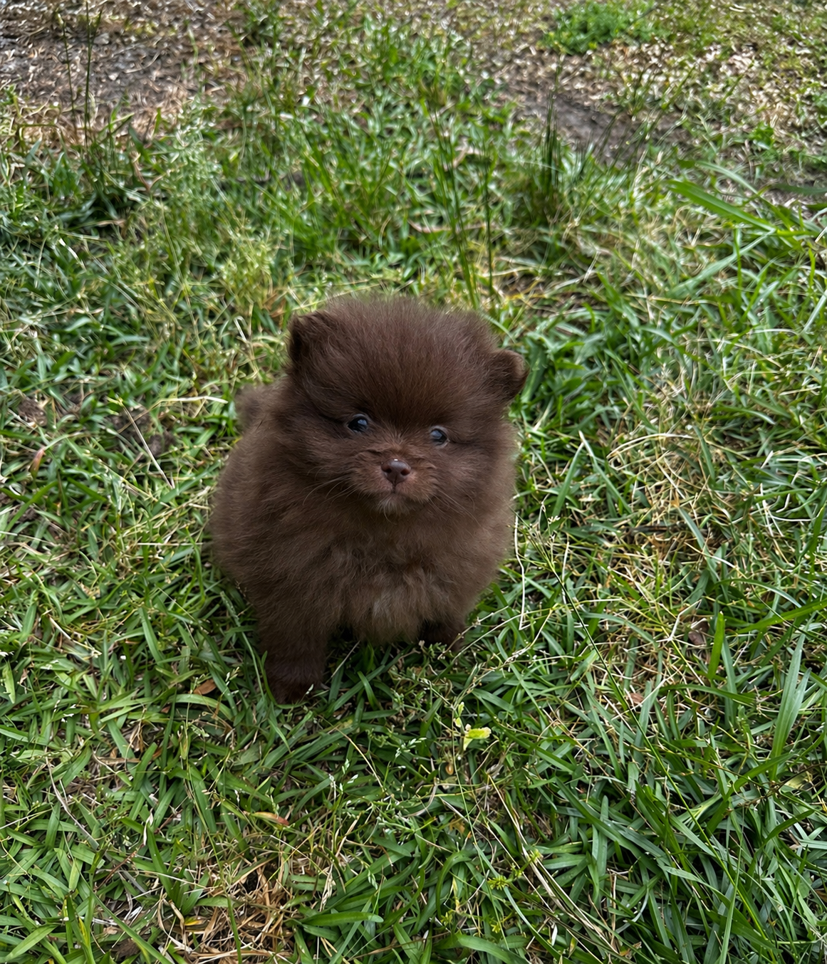 Bear – Pomeranian puppy for sale in Kingstree, SC