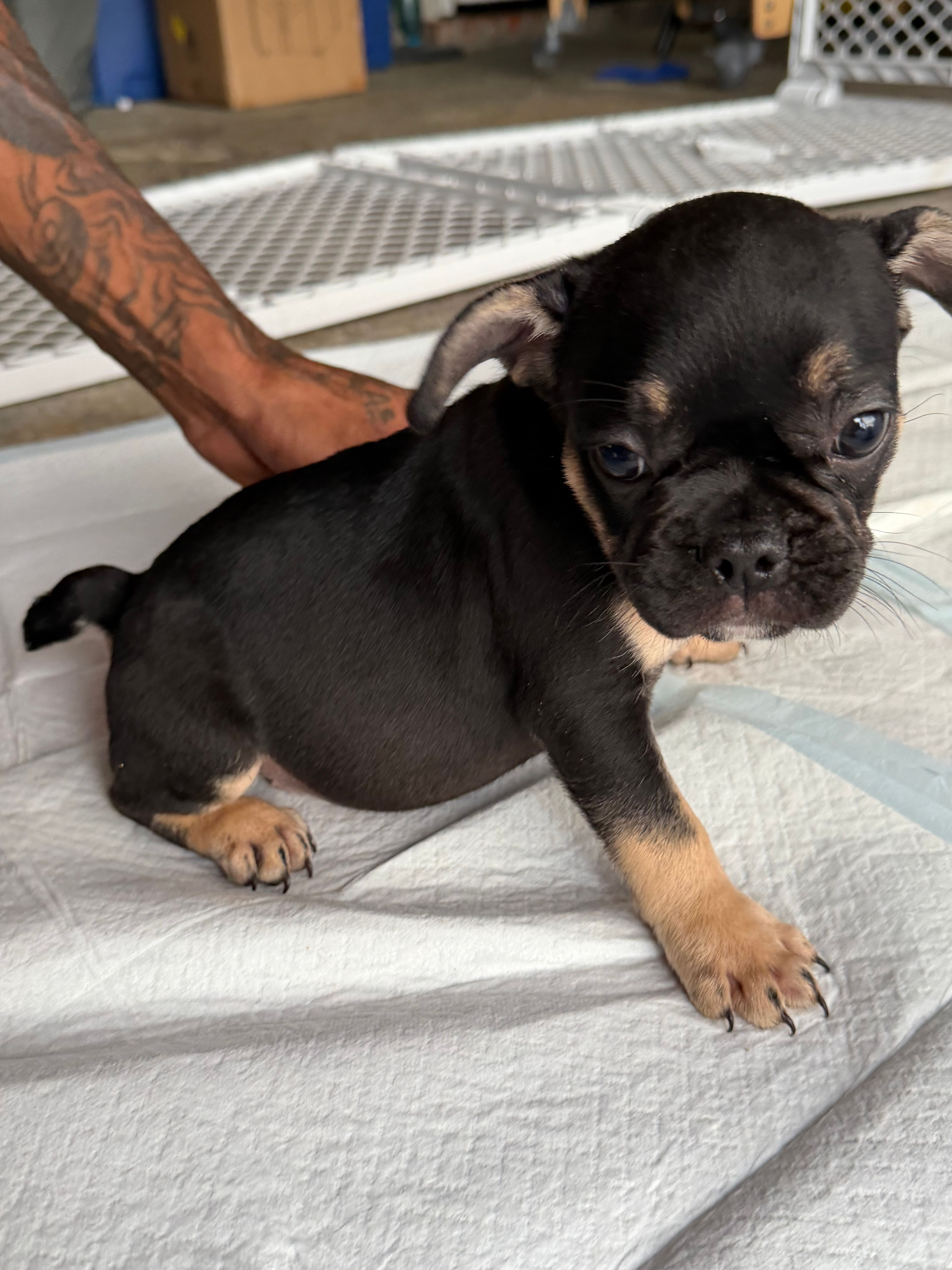 Saint  – French Bulldog puppy for sale in Slidell, LA