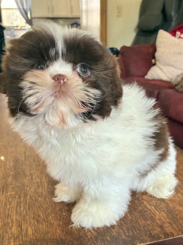 Mia – Shih Tzu puppy for sale in Stroudsburg, PA