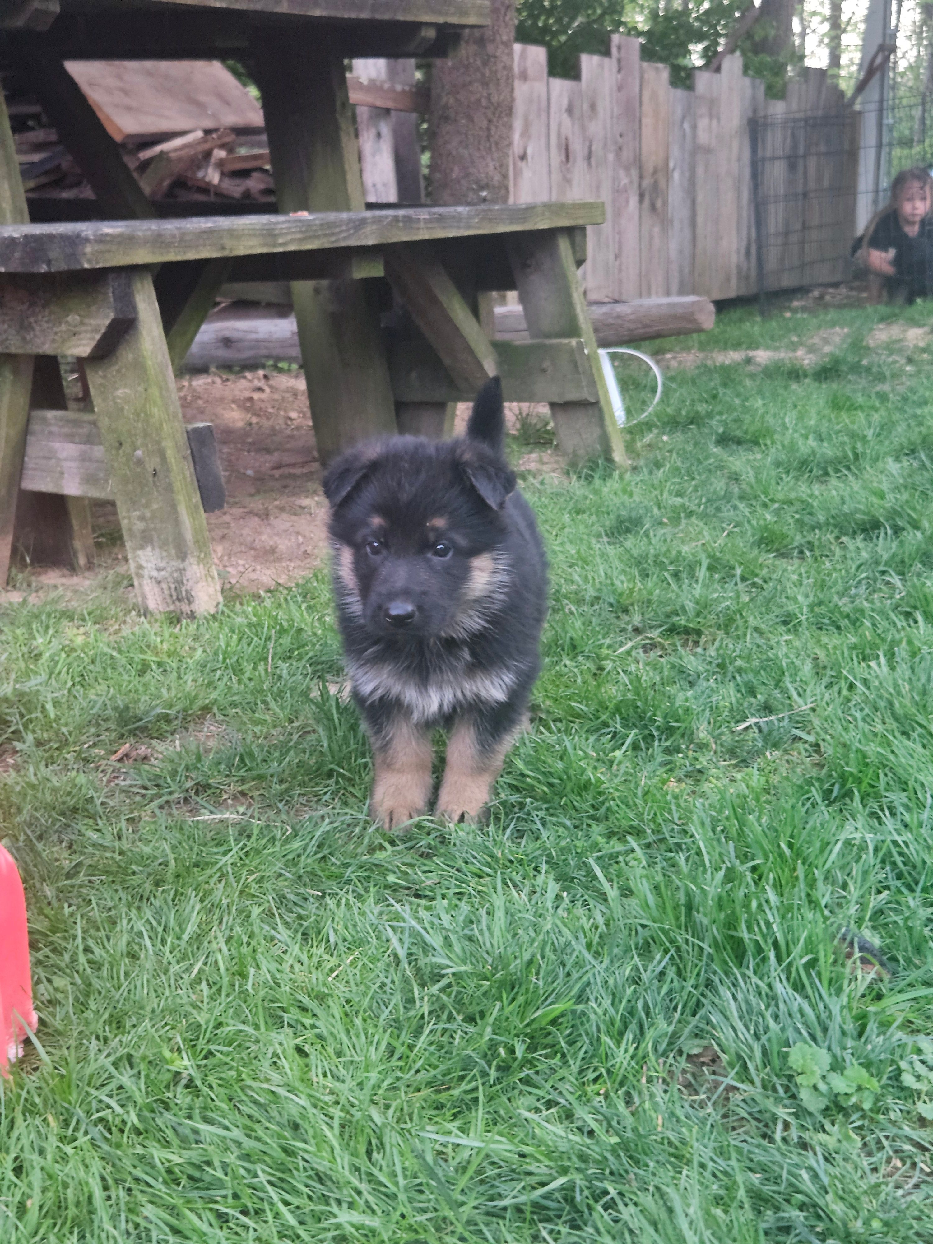 Elsa – German Shepherd Dog puppy for sale in Loysville, PA