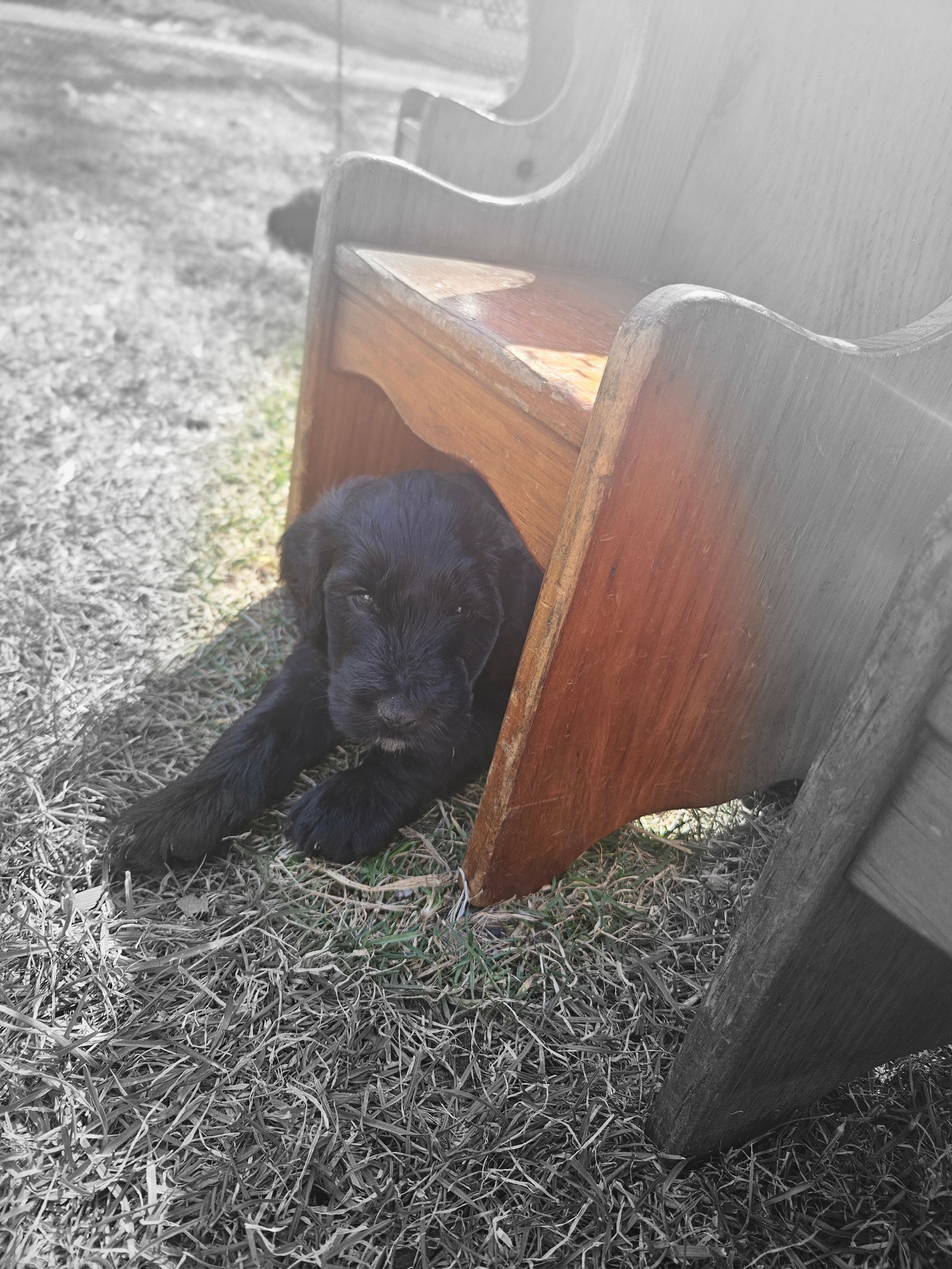 Lila – Goldendoodle puppy for sale in Loysville, PA