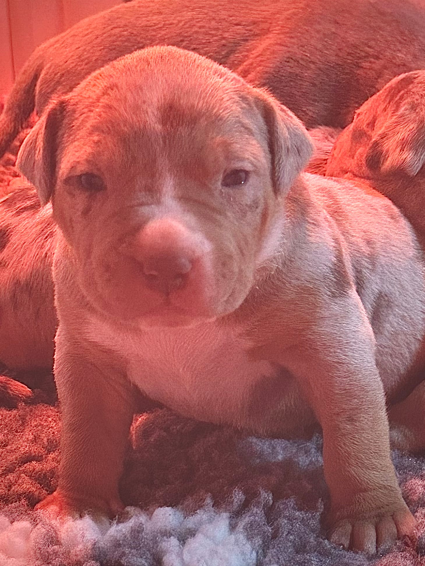 MERLE male lilac tri American bully – American Bully puppy for sale in Denver, CO