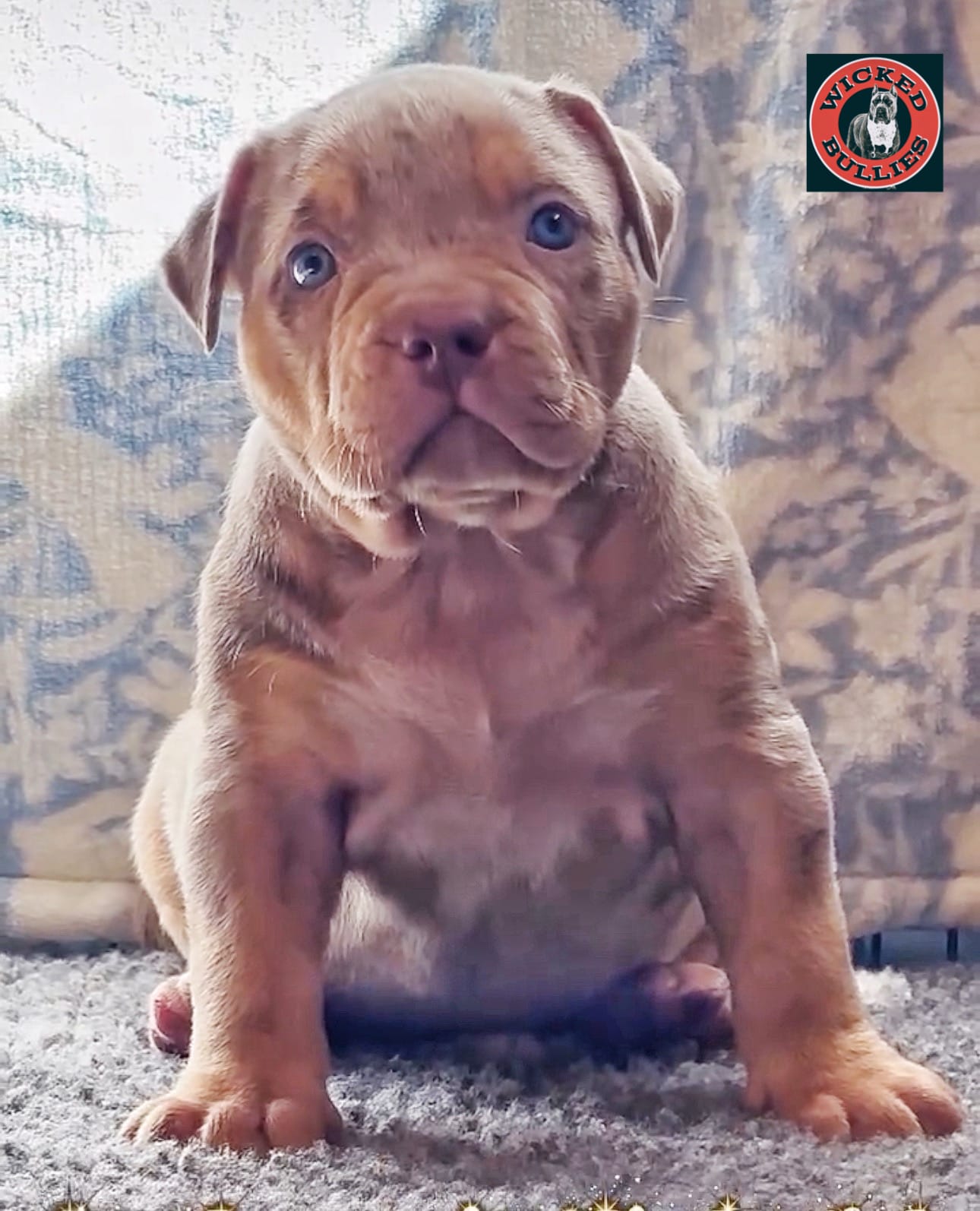 MERLE Lilac tri XL American bully puppy  – American Bully puppy for sale in Denver, CO