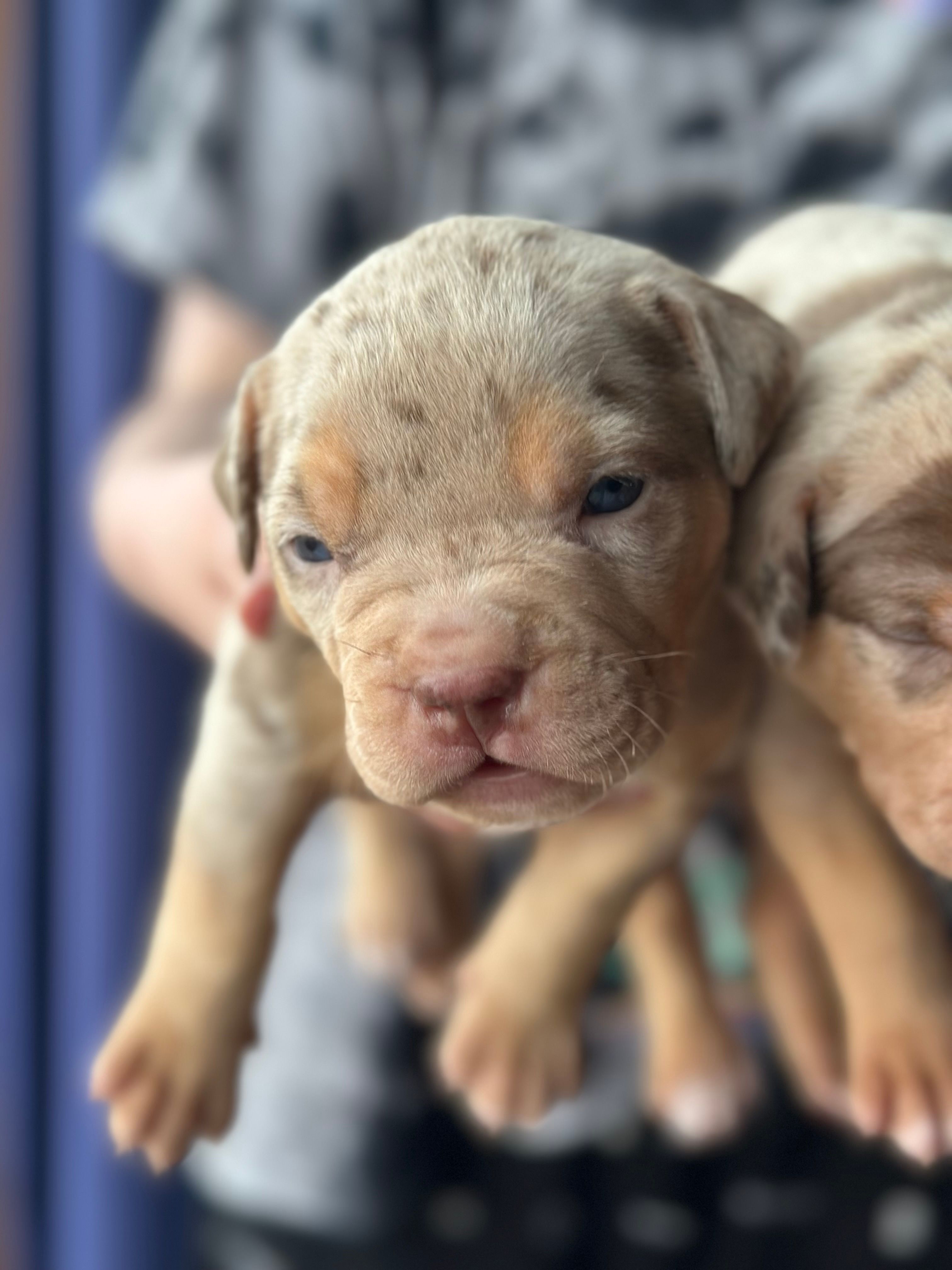 MERLE Lilac tri XL American bully puppy  – American Bully puppy for sale in Denver, CO