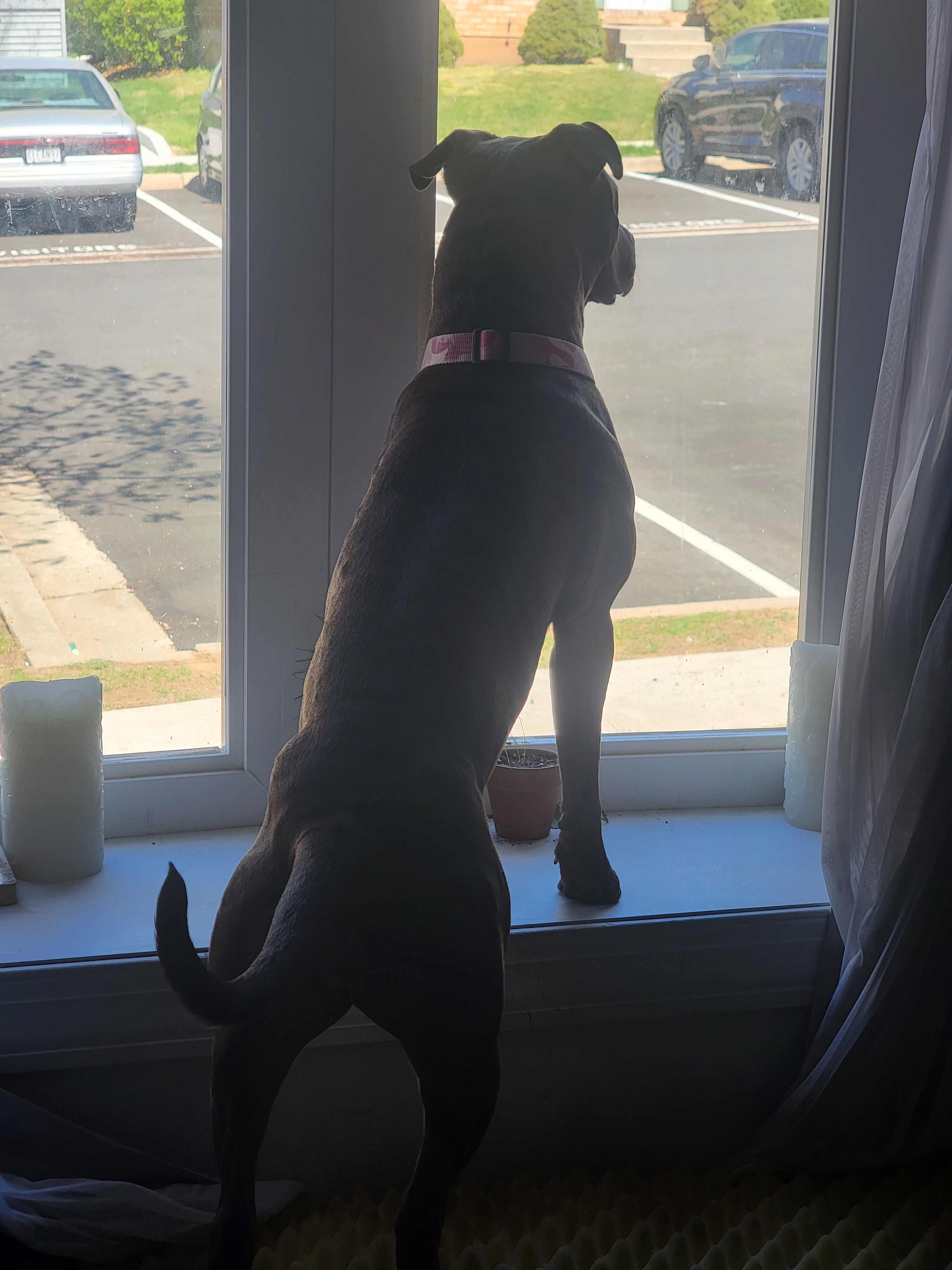 Evie, a female American Pit Bull Terrier for sale in Glen Burnie, MD – 5 of 5