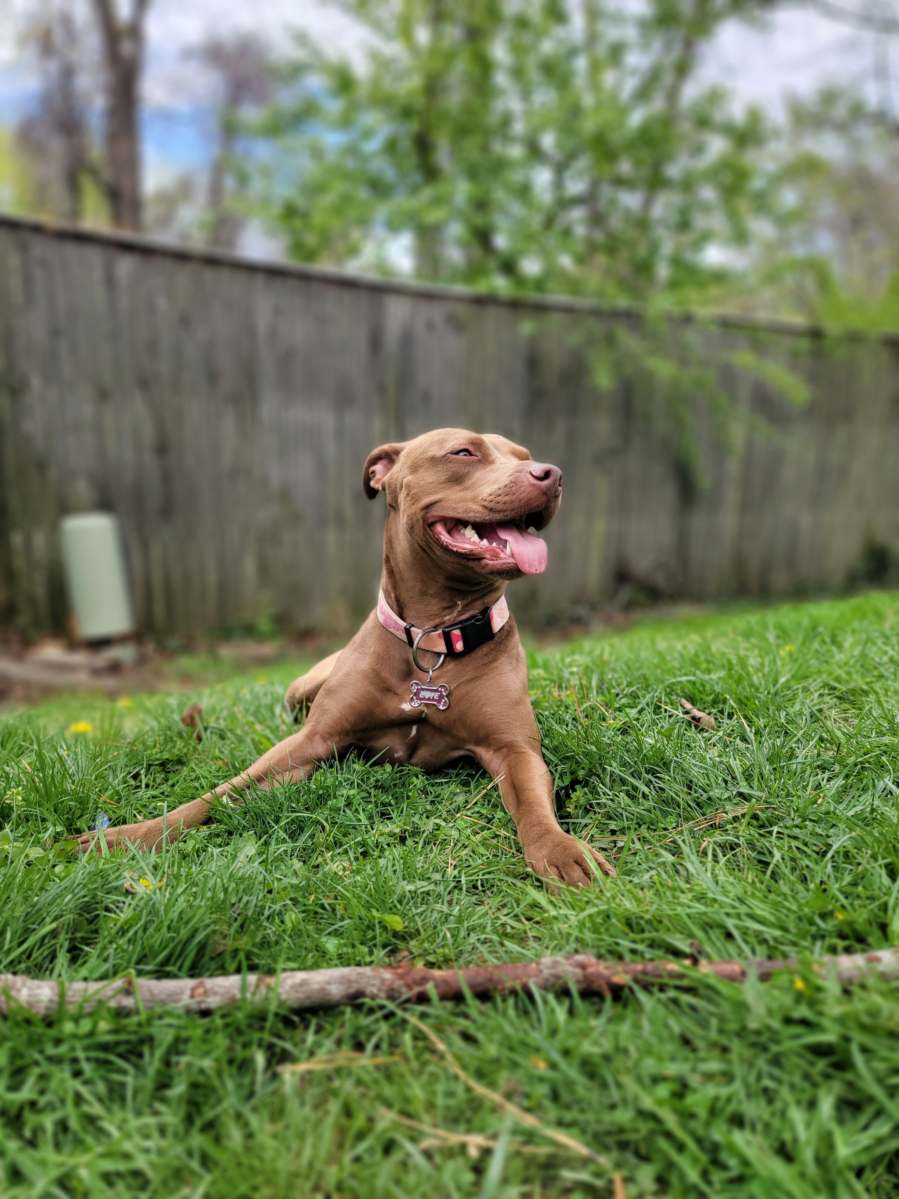 Evie, a female American Pit Bull Terrier for sale in Glen Burnie, MD – 4 of 5