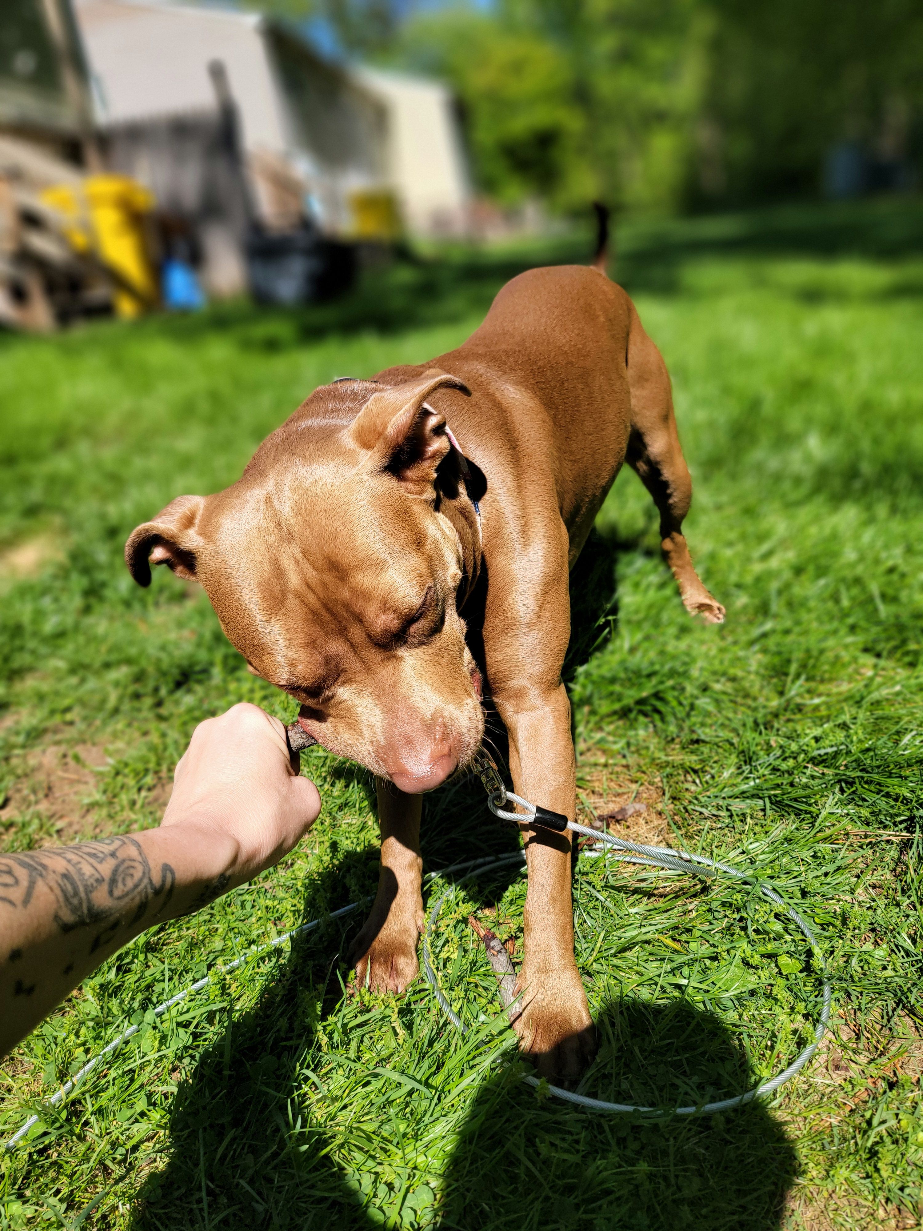 Evie – American Pit Bull Terrier puppy for sale in Glen Burnie, MD