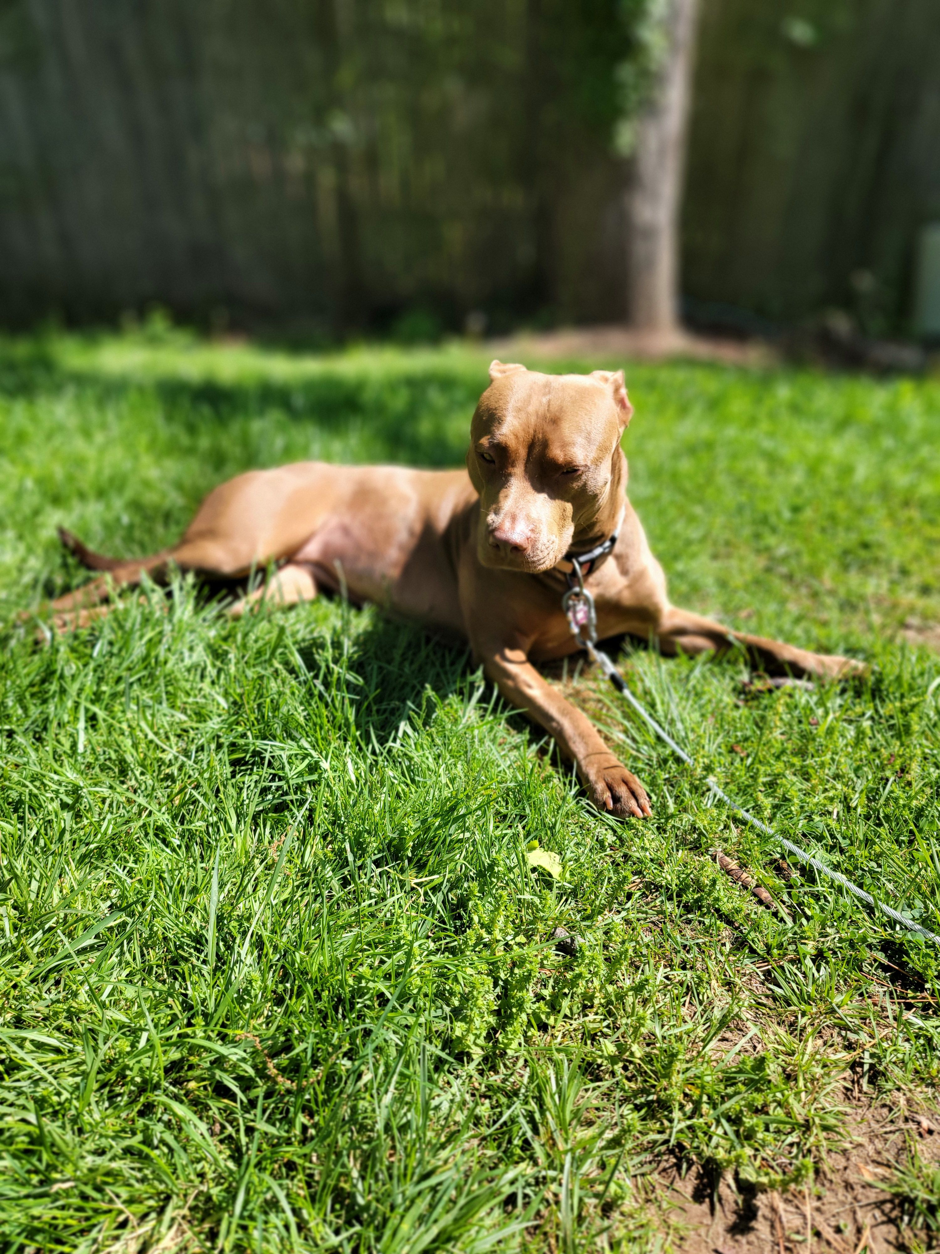 Evie, a female American Pit Bull Terrier for sale in Glen Burnie, MD – 2 of 5
