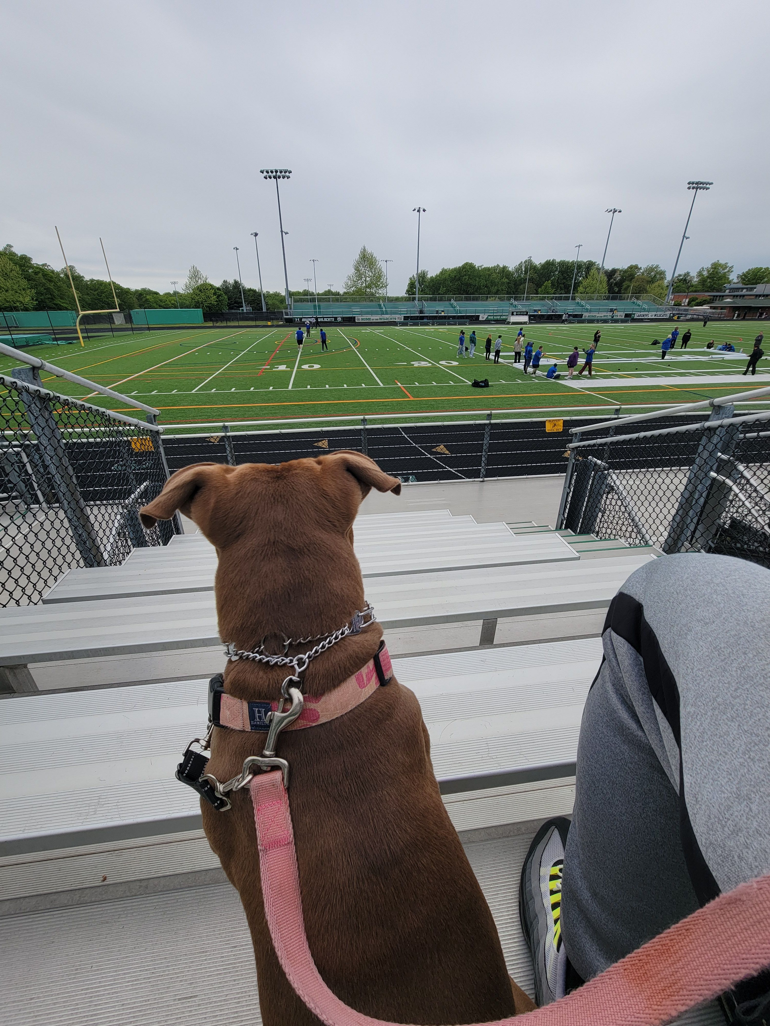 Evie, a female American Pit Bull Terrier for sale in Glen Burnie, MD – 3 of 5