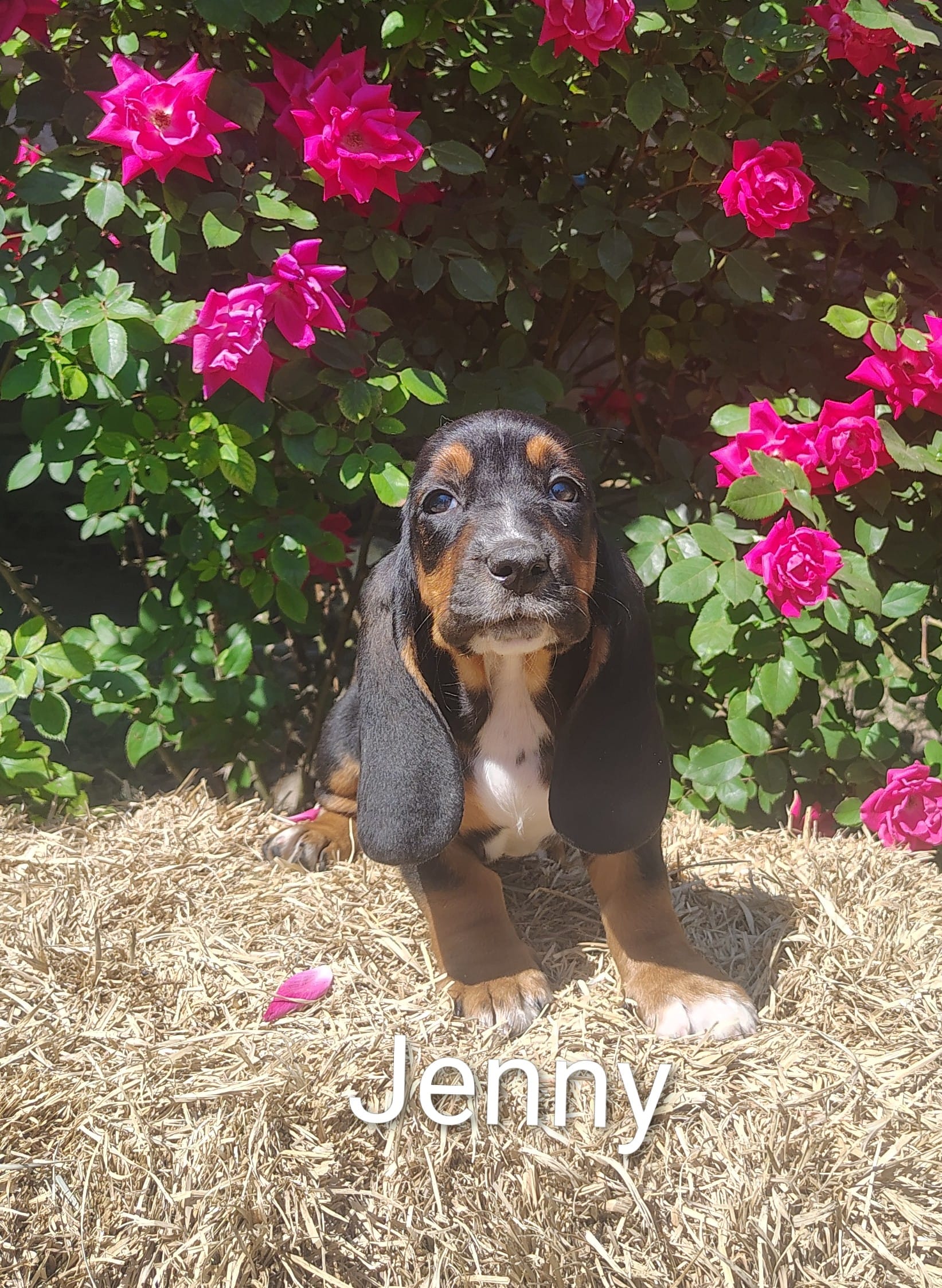 Jenny – Basset Hound puppy for sale in Newton Grove, NC