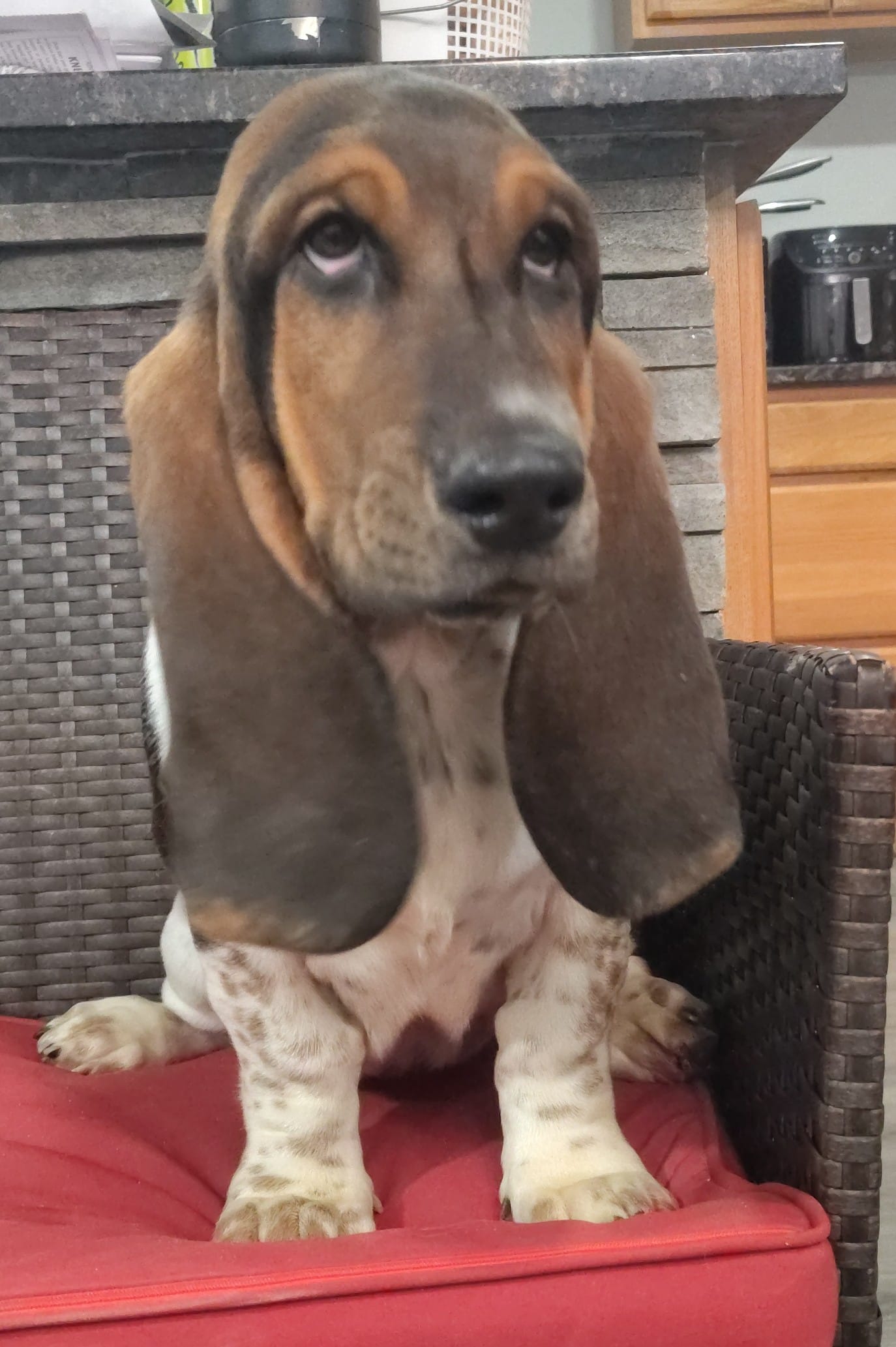 Maximus AKC registered  – Basset Hound puppy for sale in Newton Grove, NC