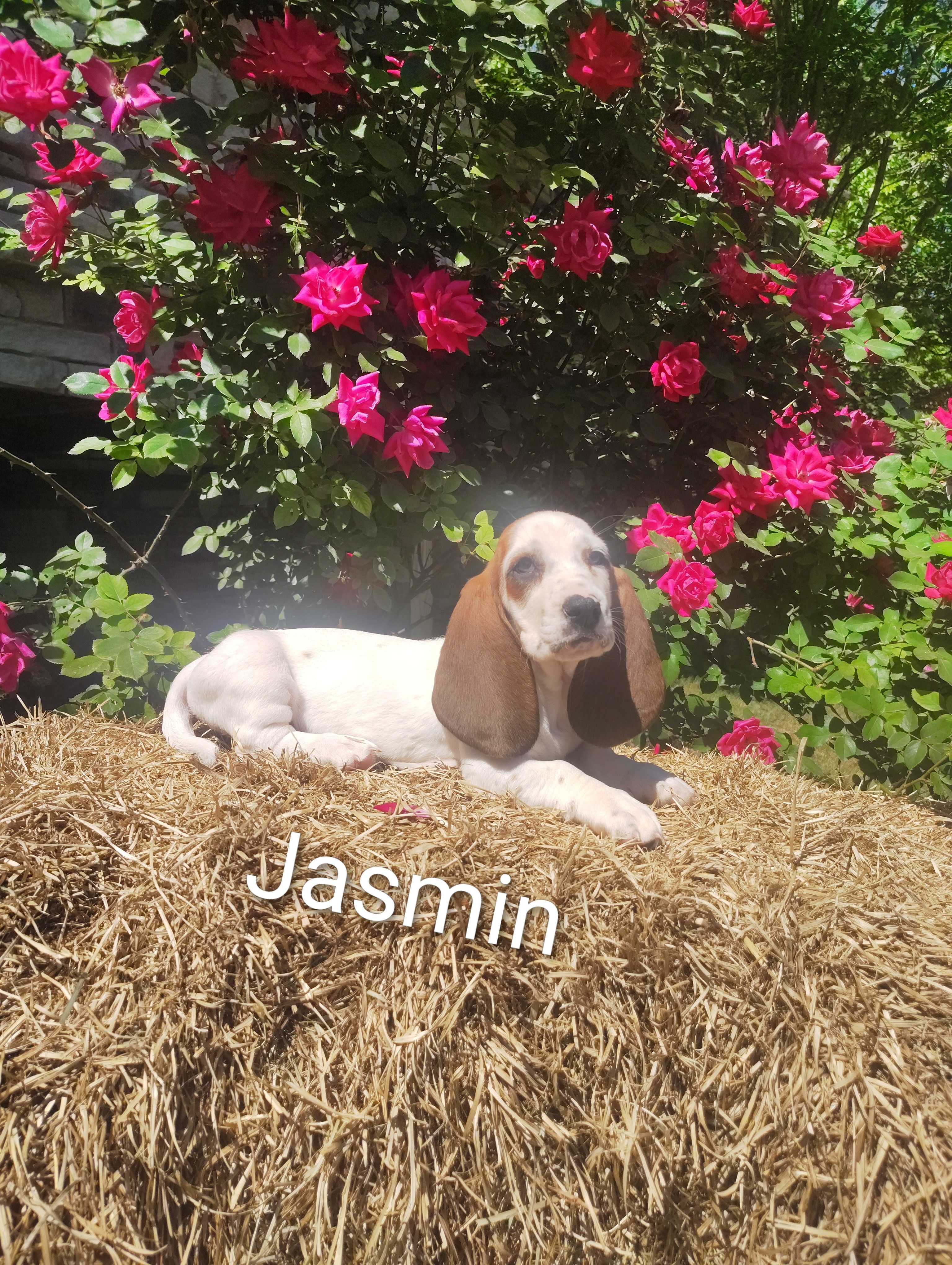 Jasmin  – Basset Hound puppy for sale in Newton Grove, NC