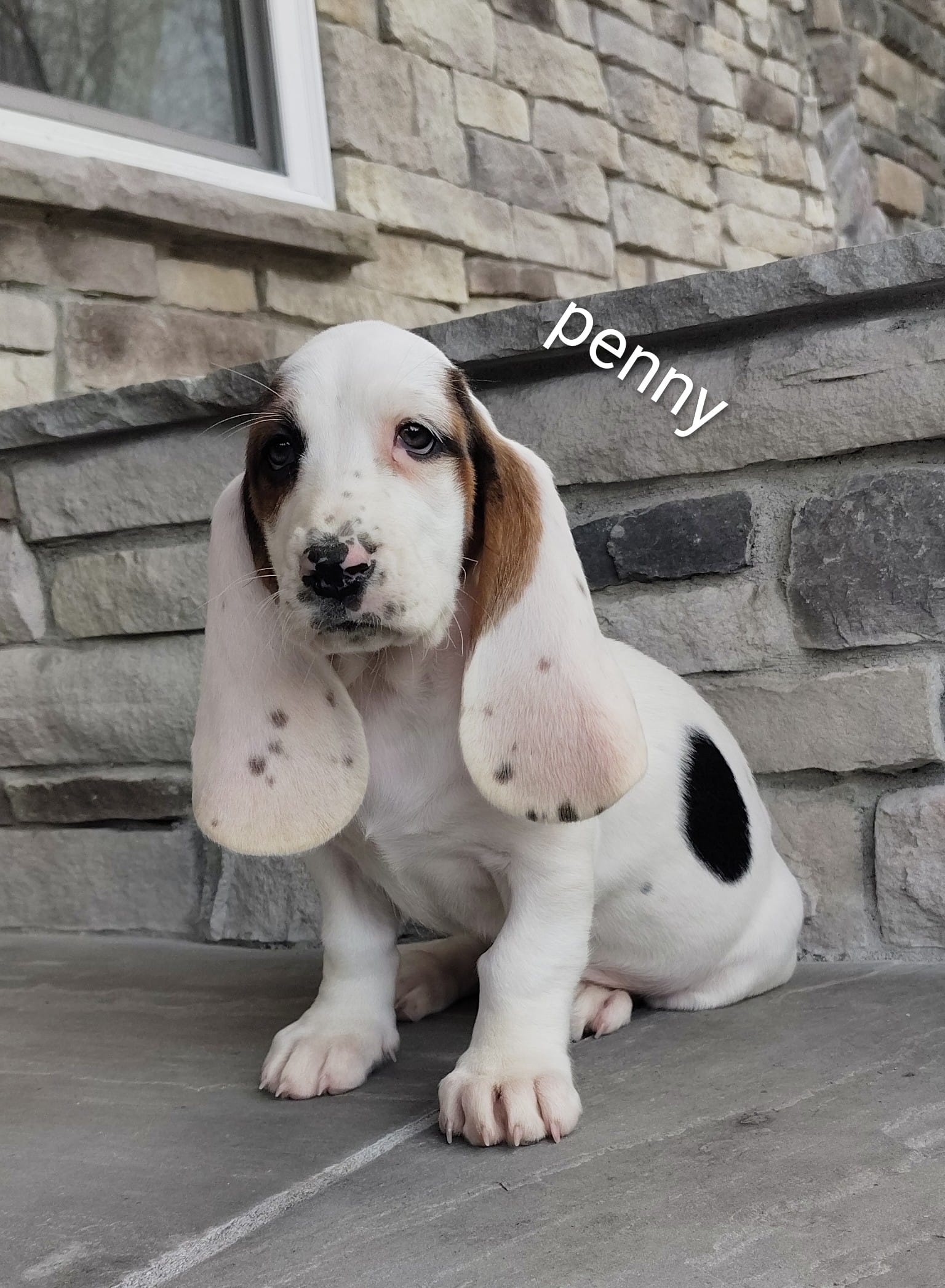 Penny – Basset Hound puppy for sale in Newton Grove, NC