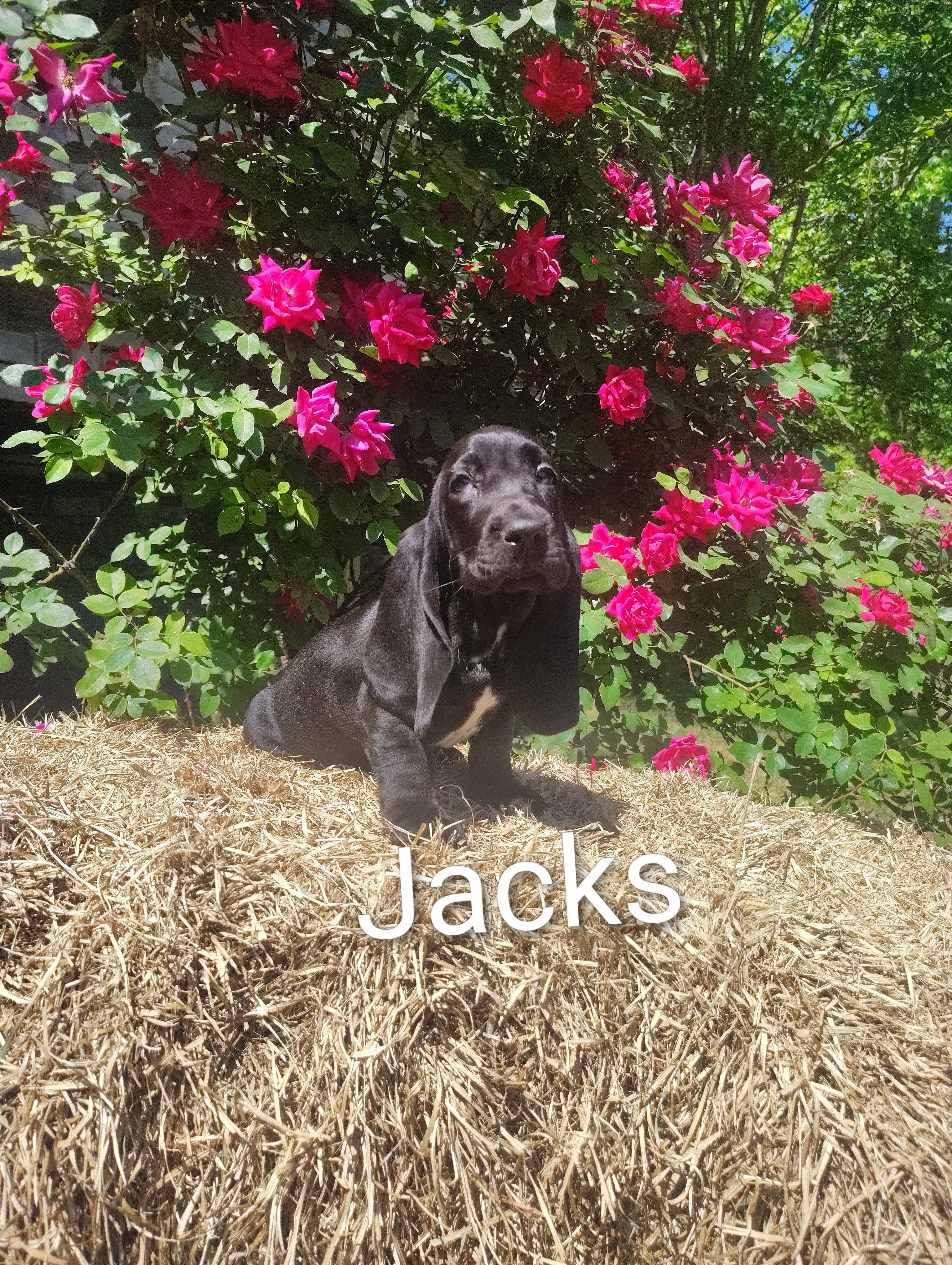 Jacks – Basset Hound puppy for sale in Newton Grove, NC