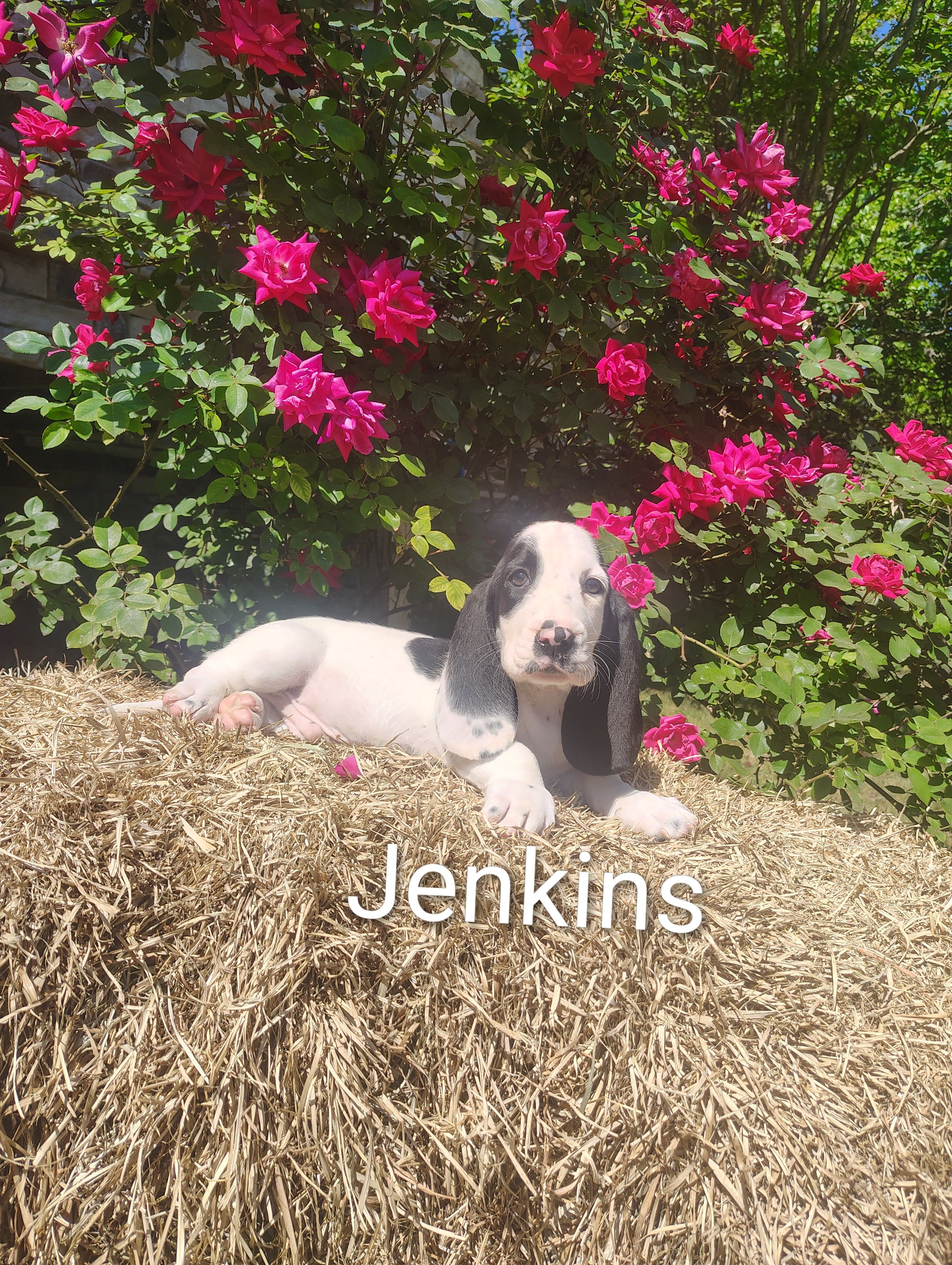 Jenkins  – Basset Hound puppy for sale in Newton Grove, NC