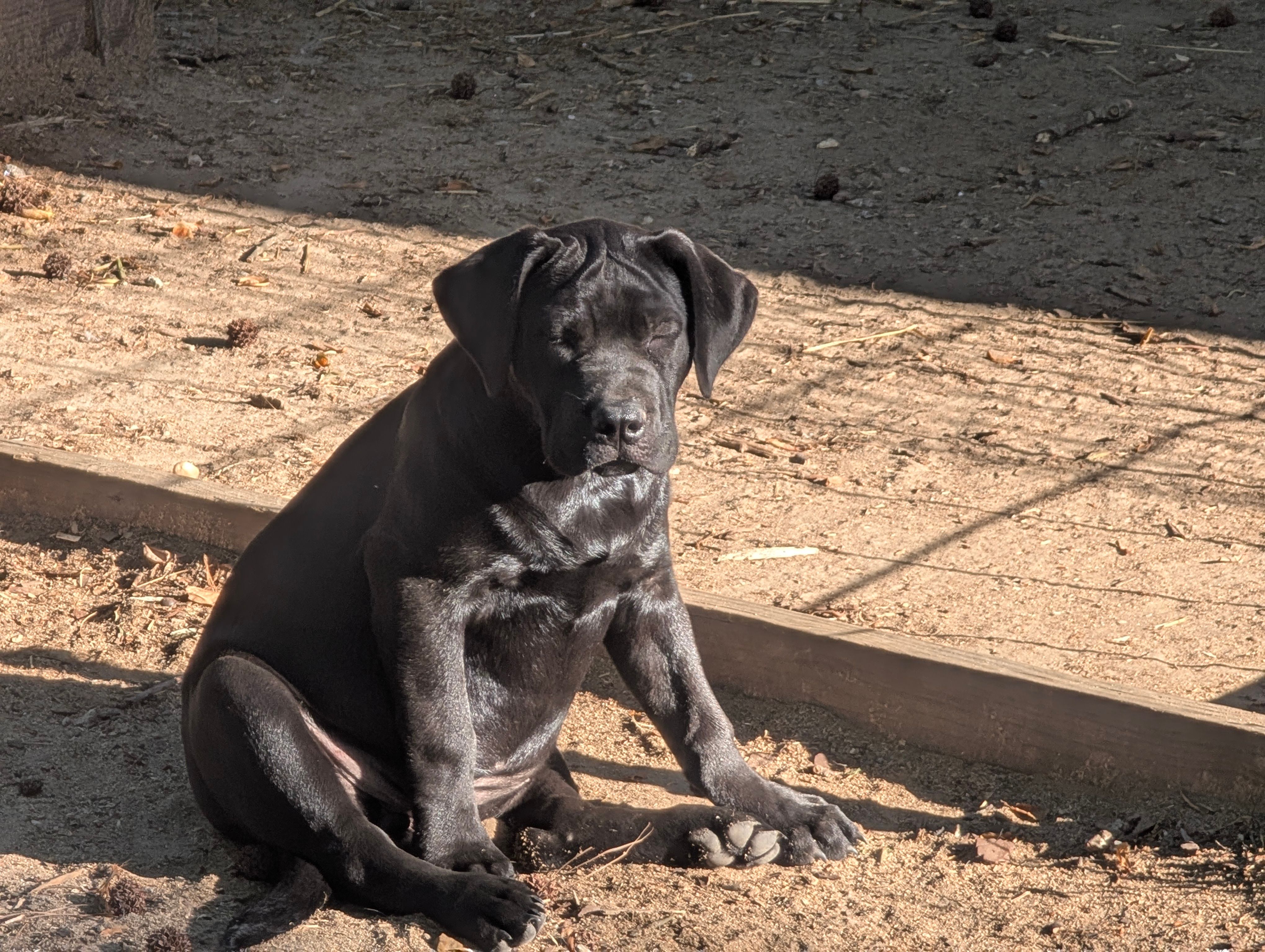Shelby G.T. – Labrador Retriever puppy for sale in Whiteville, NC