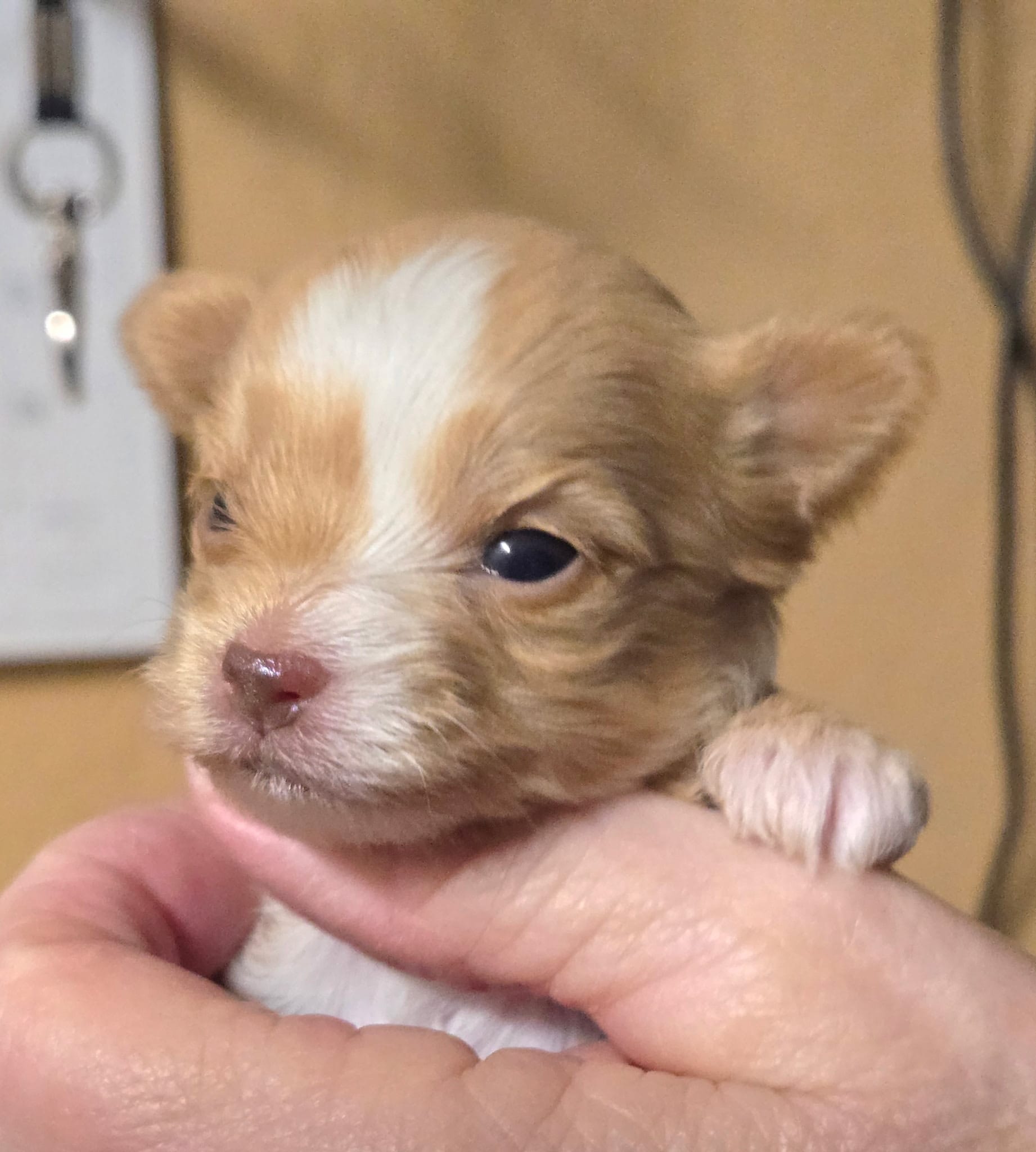 Akc Goldilocks  – Yorkshire Terrier puppy for sale in Star City, IN