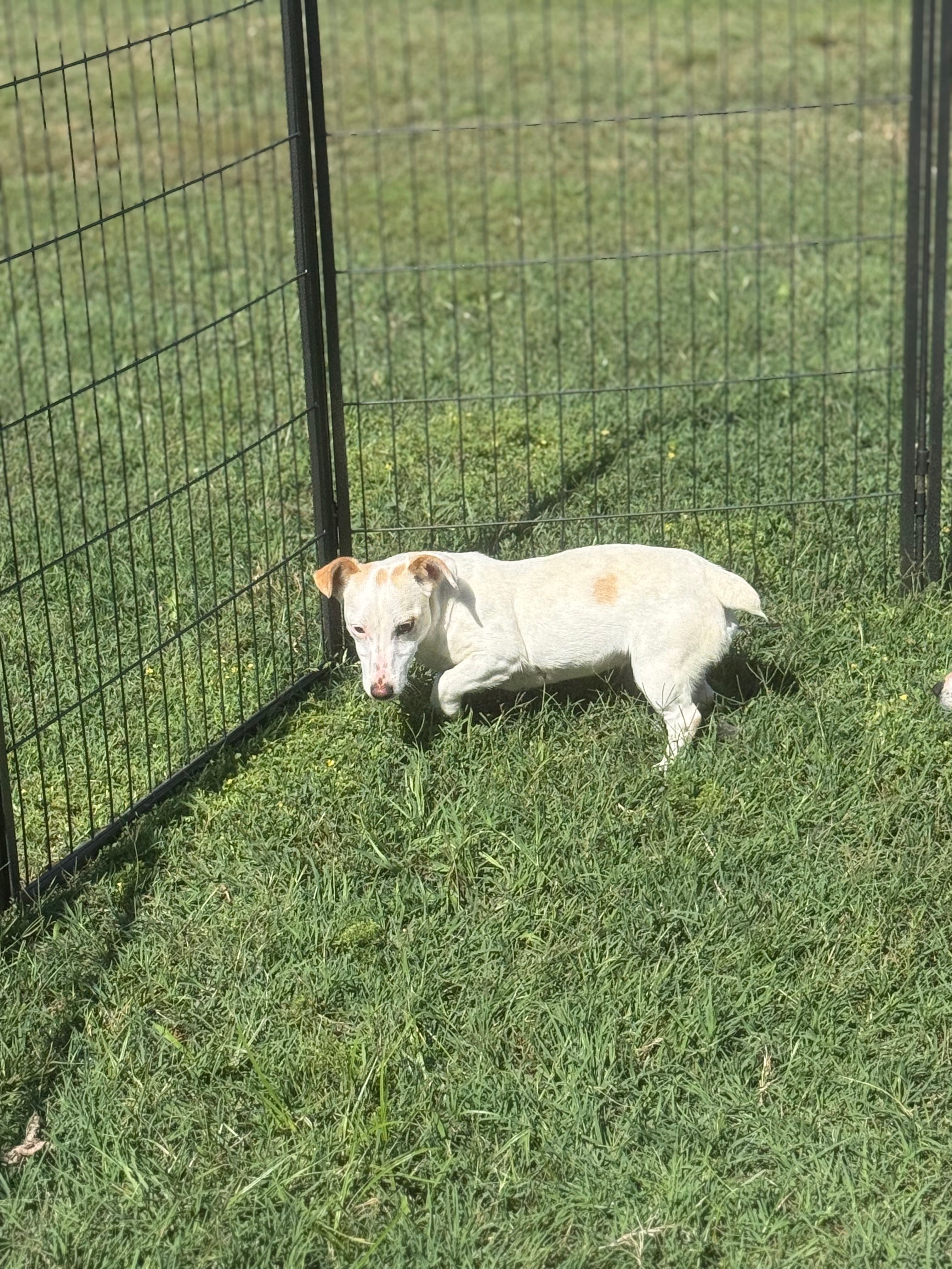 Louise  – Jack Russell Terrier puppy for sale in Durant, OK