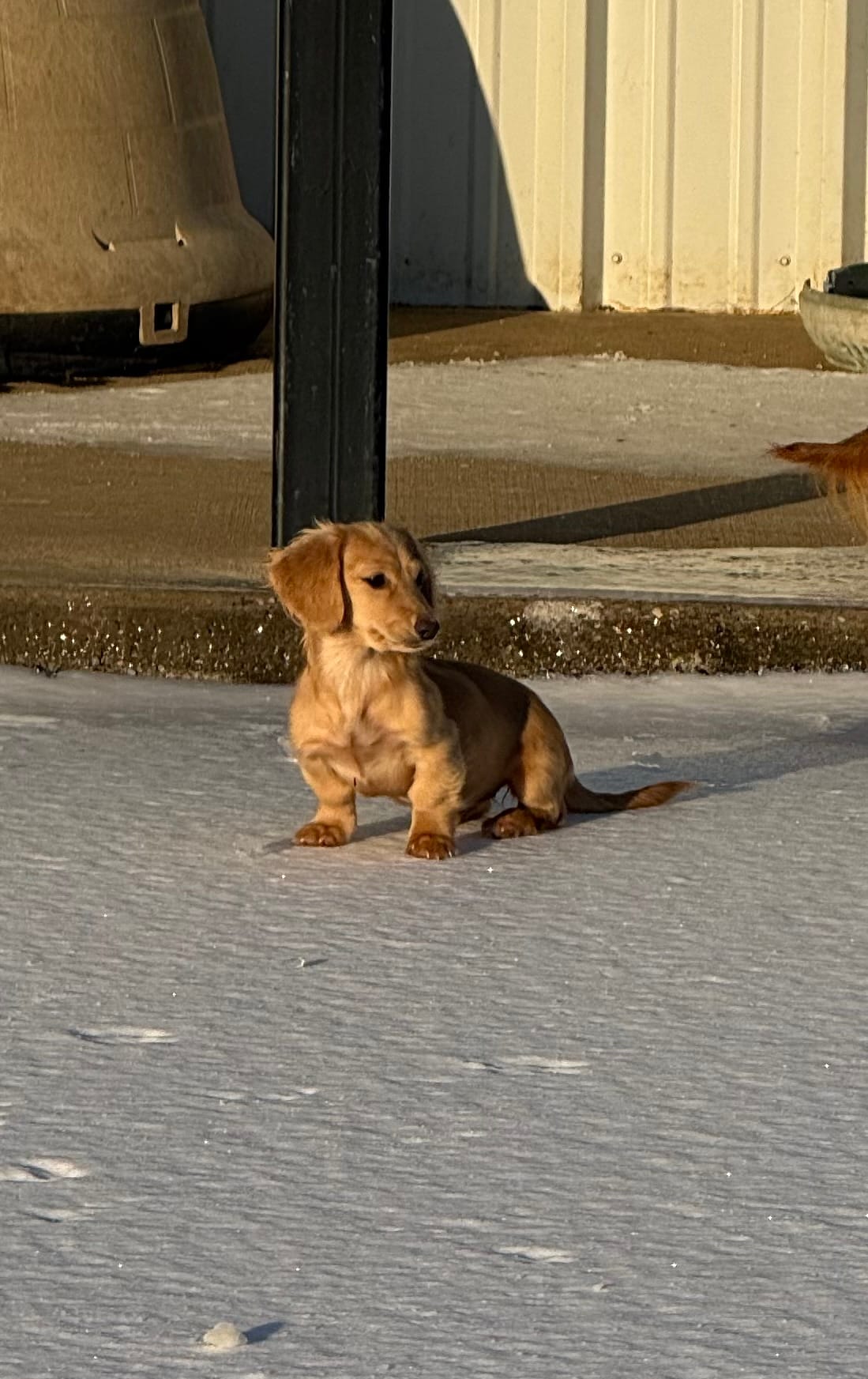 Hunni  – Miniature Dachshund puppy for sale in Durant, OK