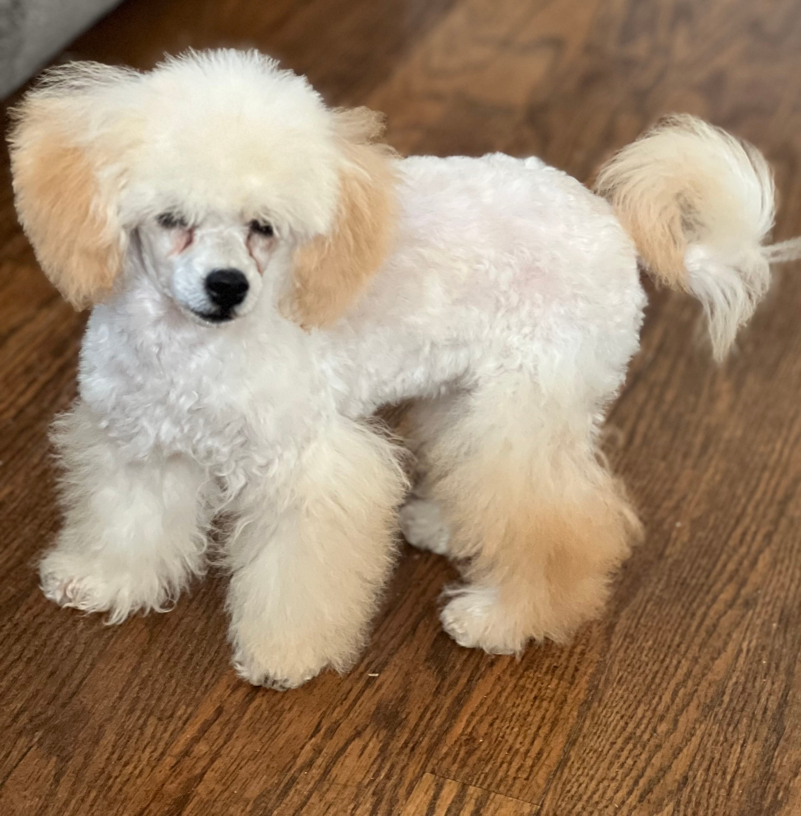 Kirby – Poodle - Miniature  puppy for sale in Athens, TX