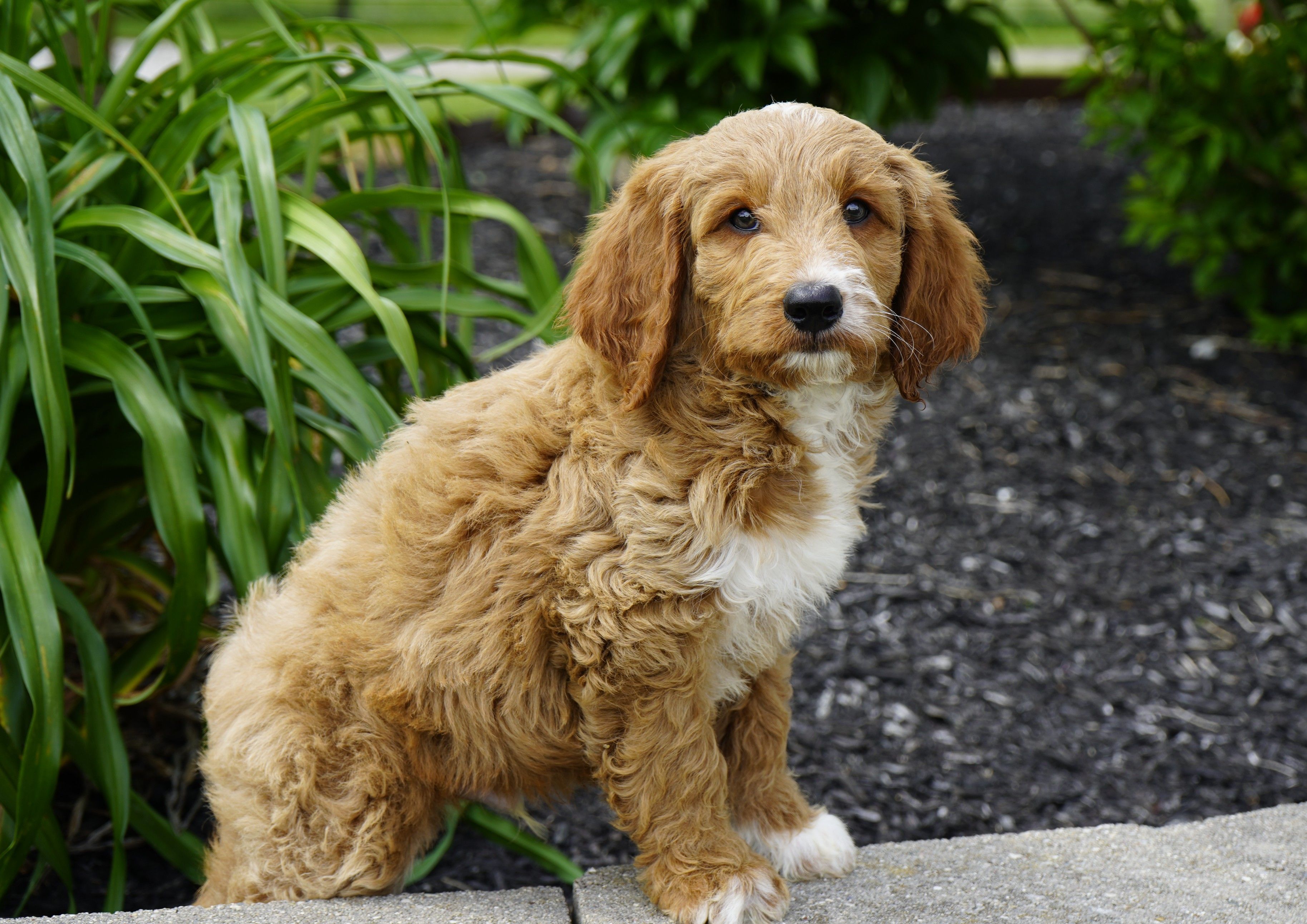 Waffle – Goldendoodle puppy for sale in Millersburg, IN