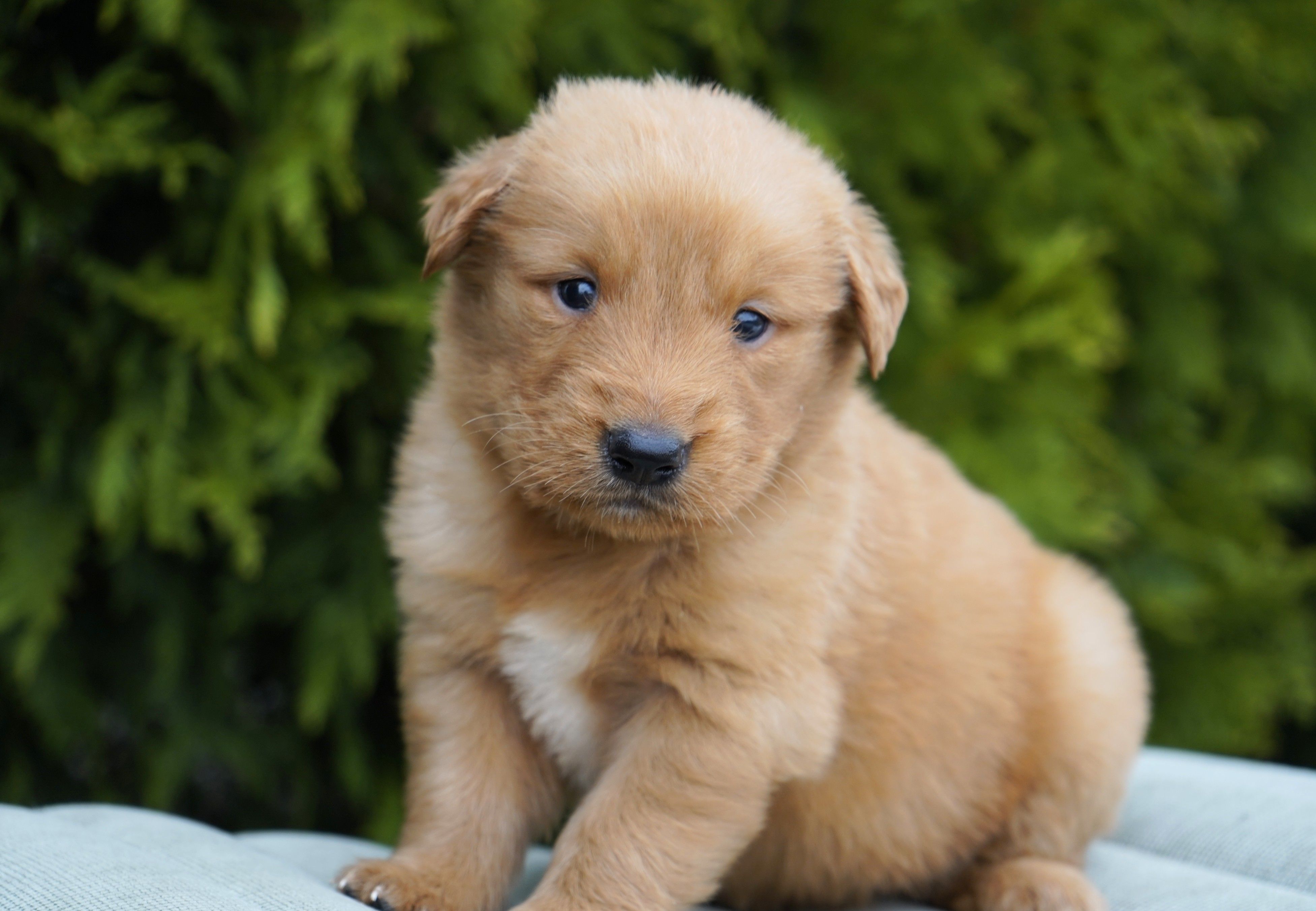Odie – Golden Retriever puppy for sale in Millersburg, IN