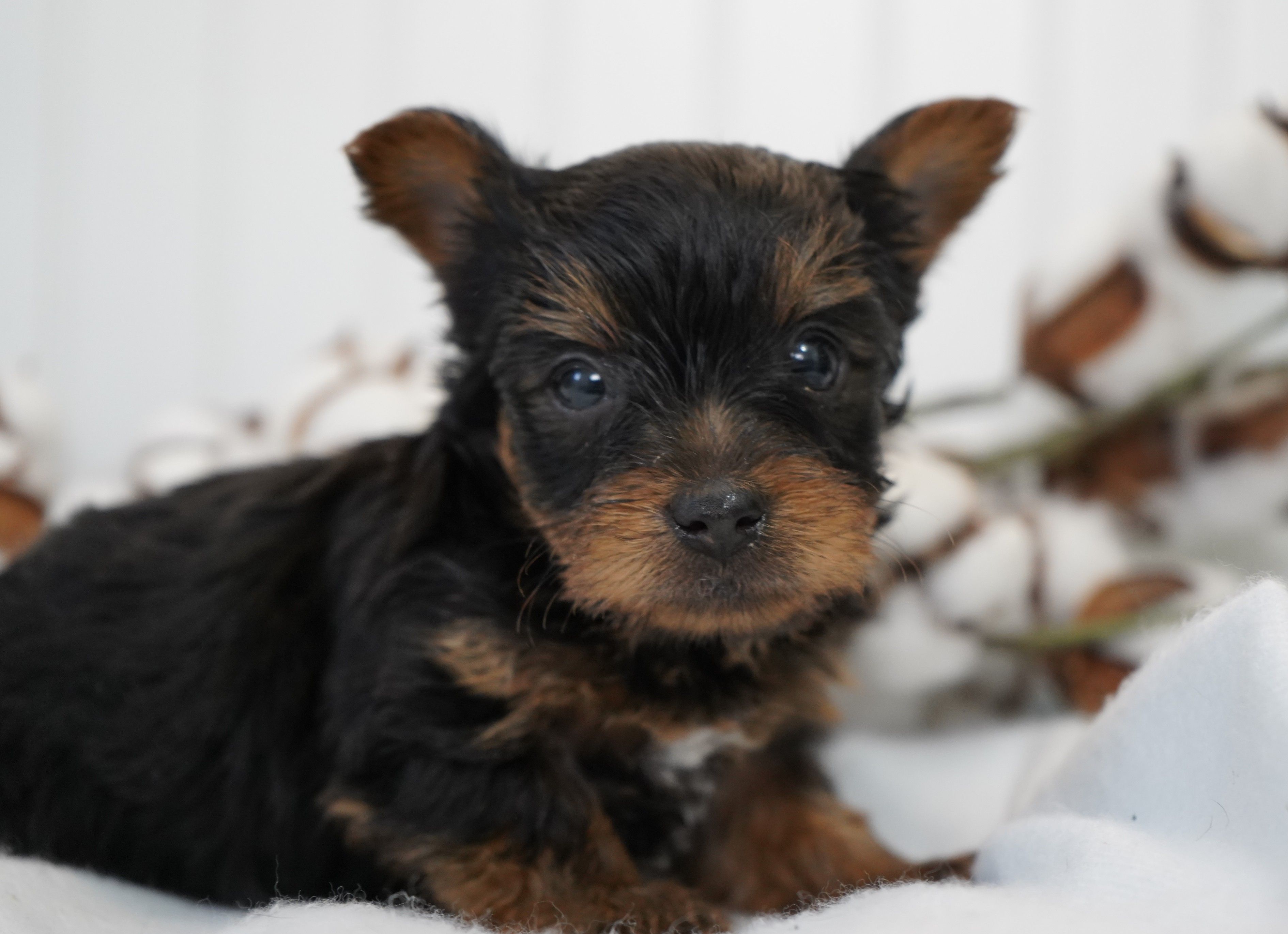 Frederick – Yorkshire Terrier puppy for sale in Millersburg, IN