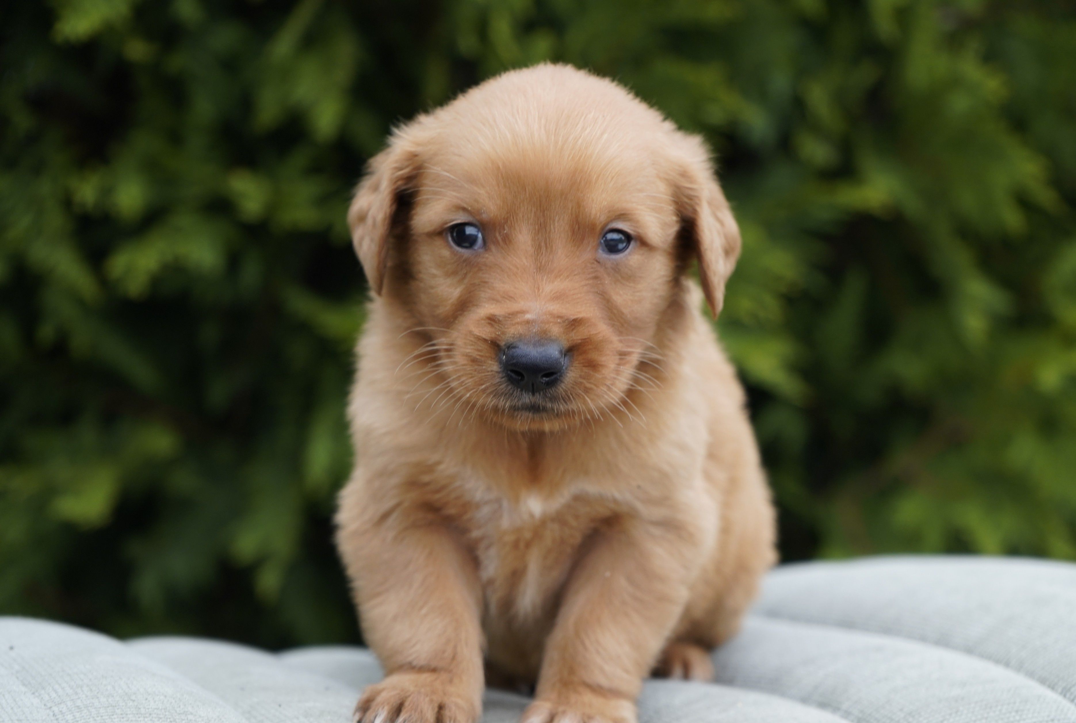 Simba – Golden Retriever puppy for sale in Millersburg, IN
