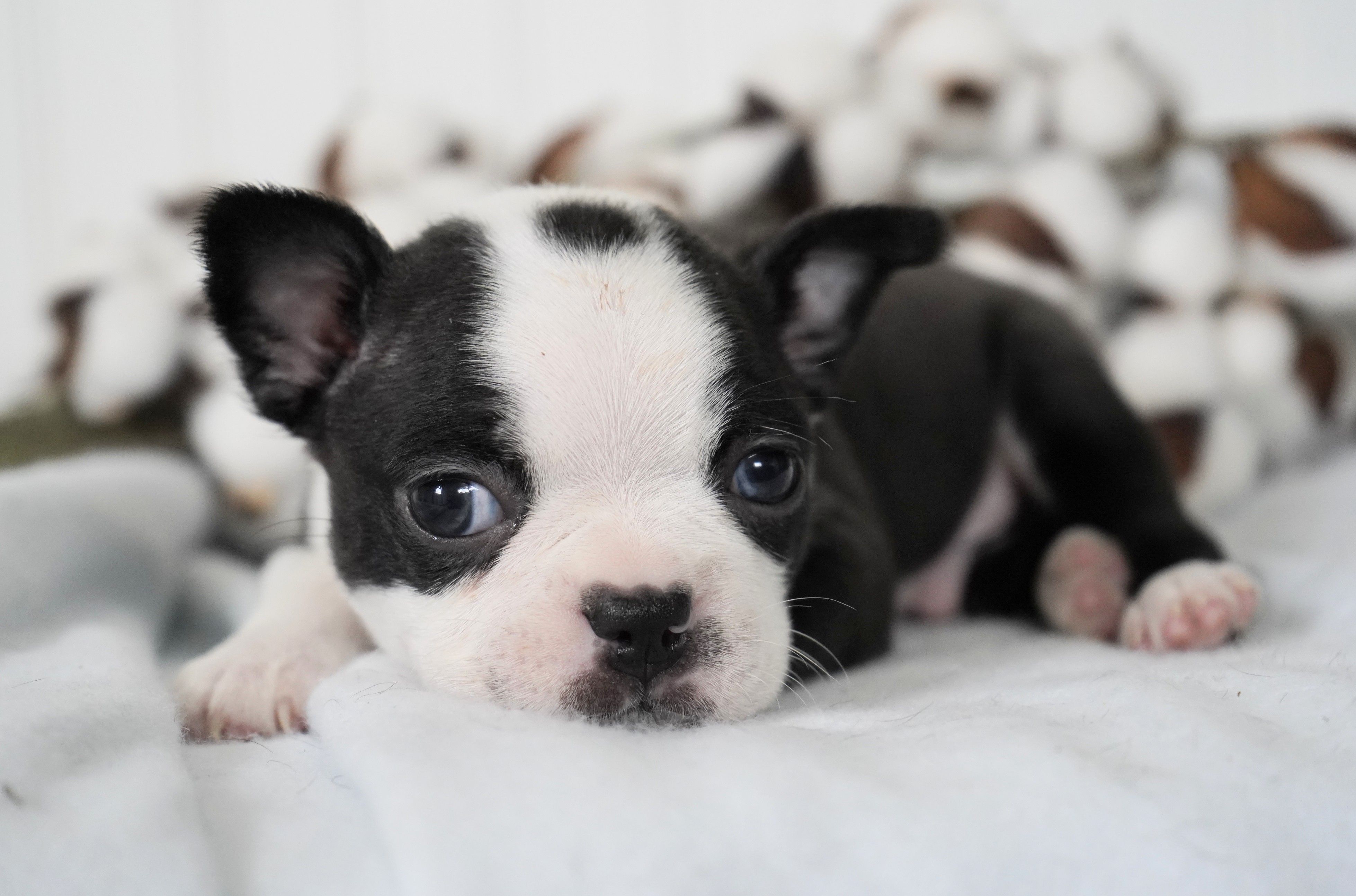 Domino – Boston Terrier puppy for sale in Millersburg, IN