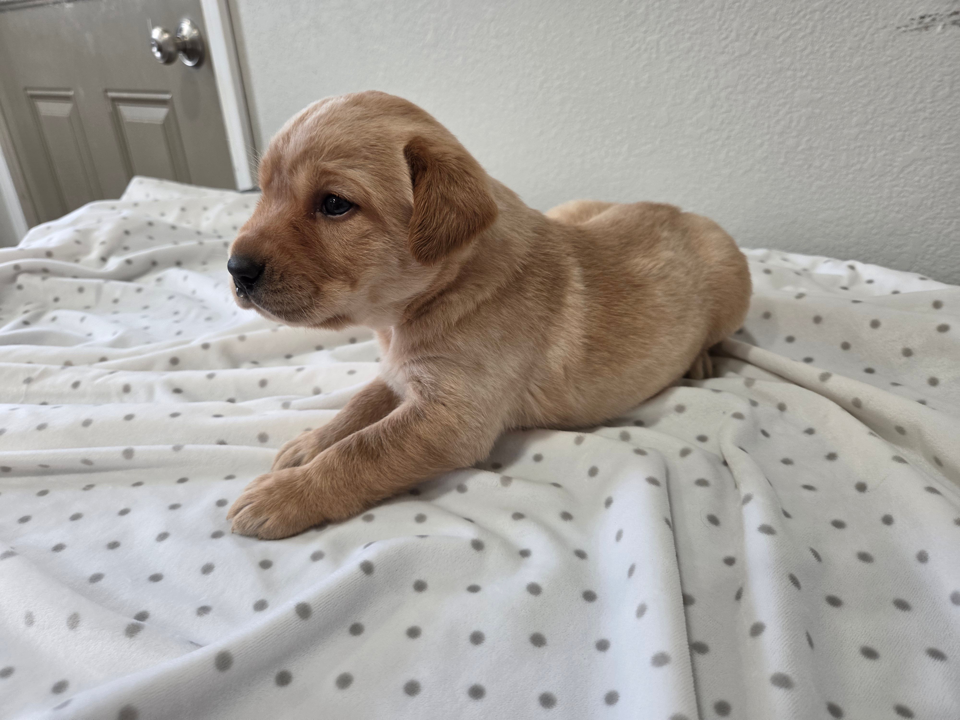 #5 Yellow – Labrador Retriever puppy for sale in Dyersville, IA