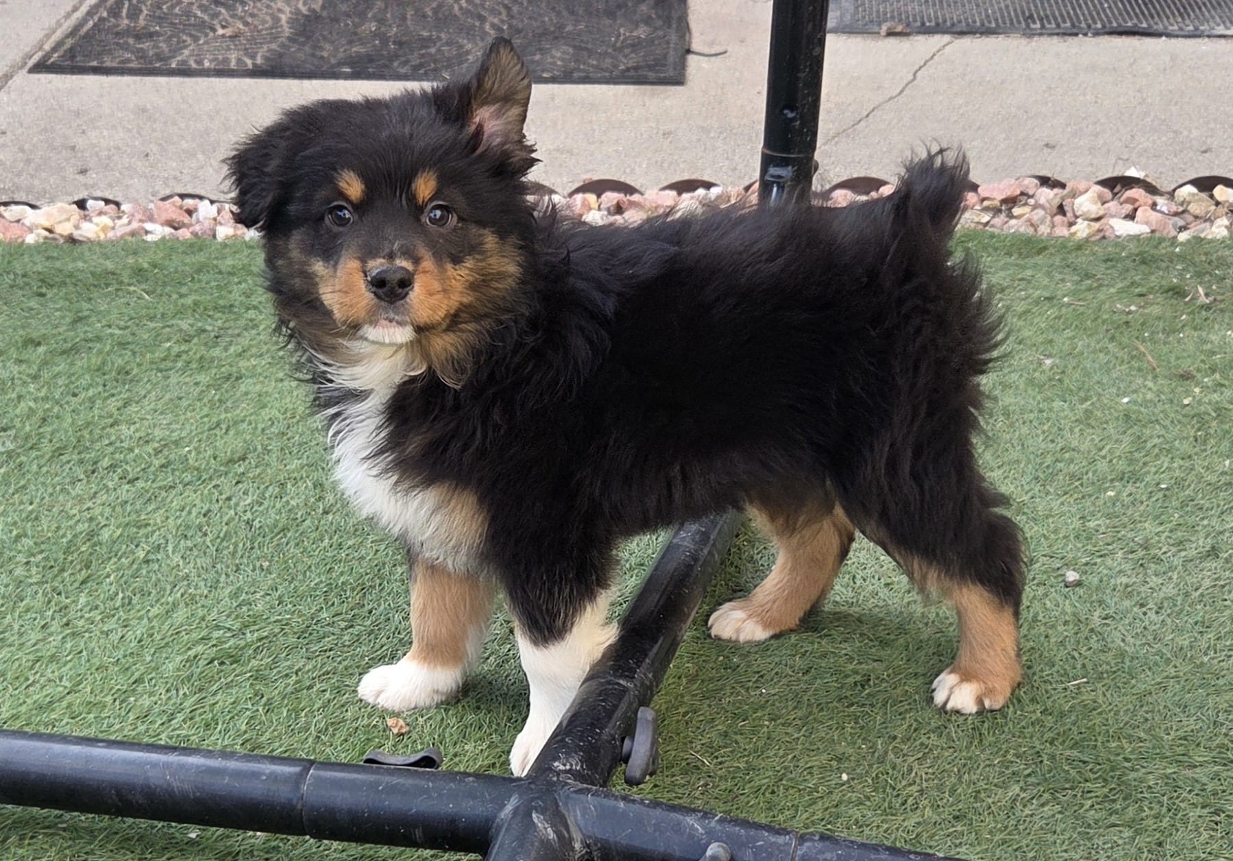 Emmy Lou, AKC Black Tri