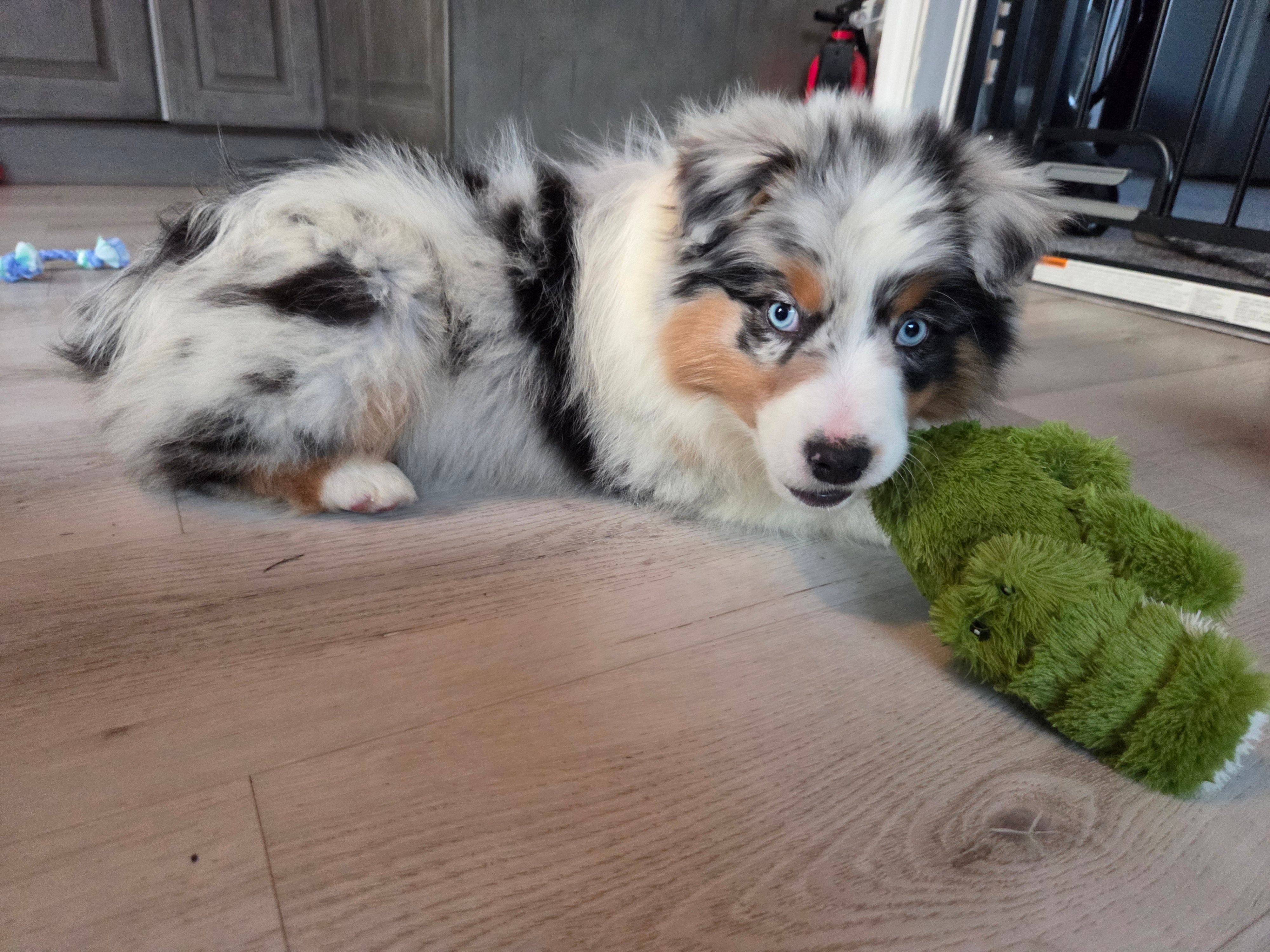 Jake, AKC Blue Merle