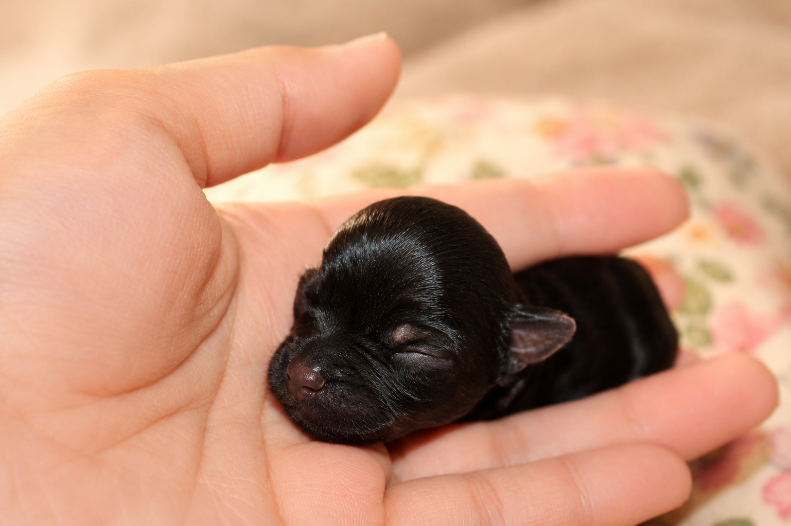Anna – Yorkshire Terrier puppy for sale in Valdosta, GA