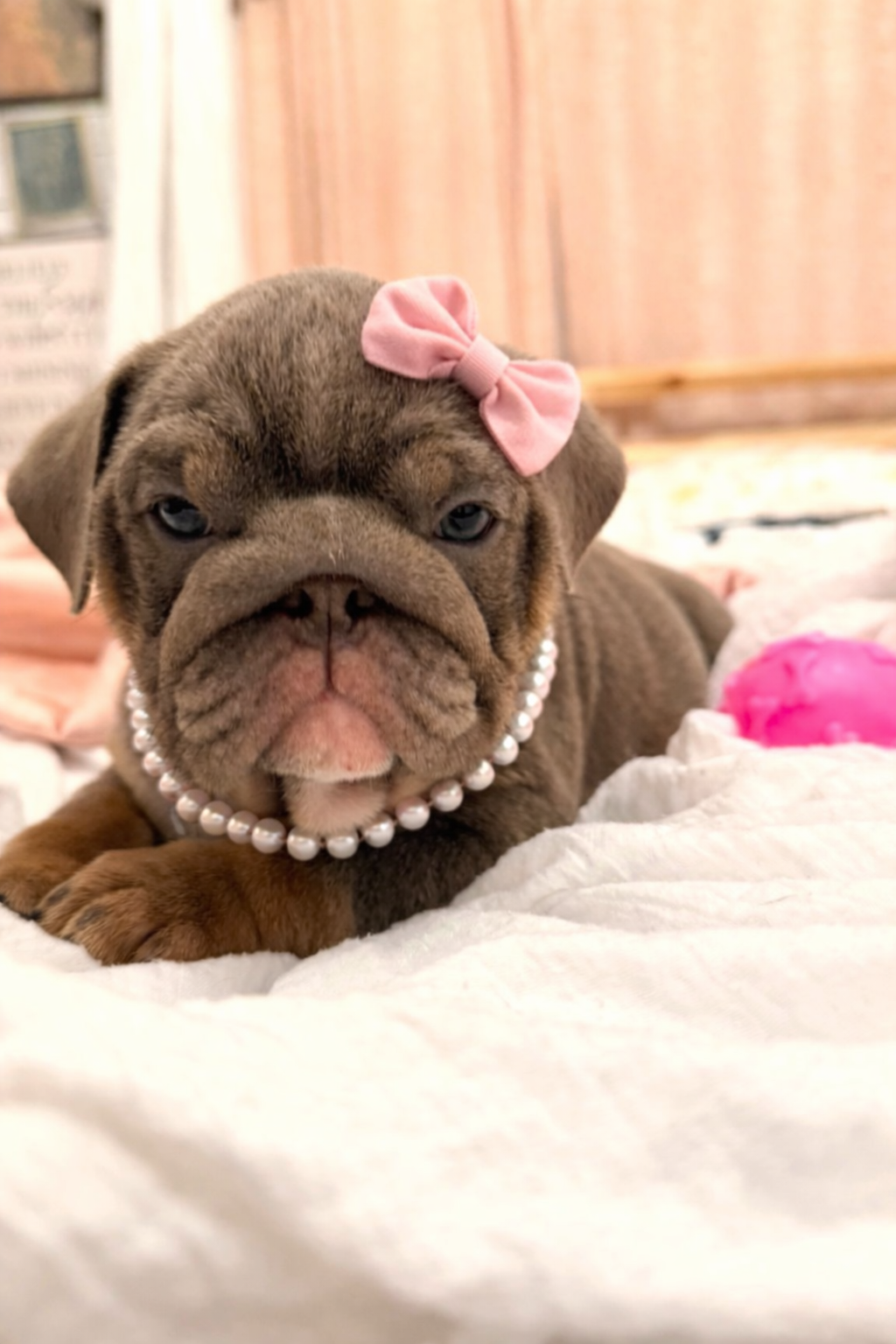 Bonnie  – English Bulldog puppy for sale in Whiting, KS