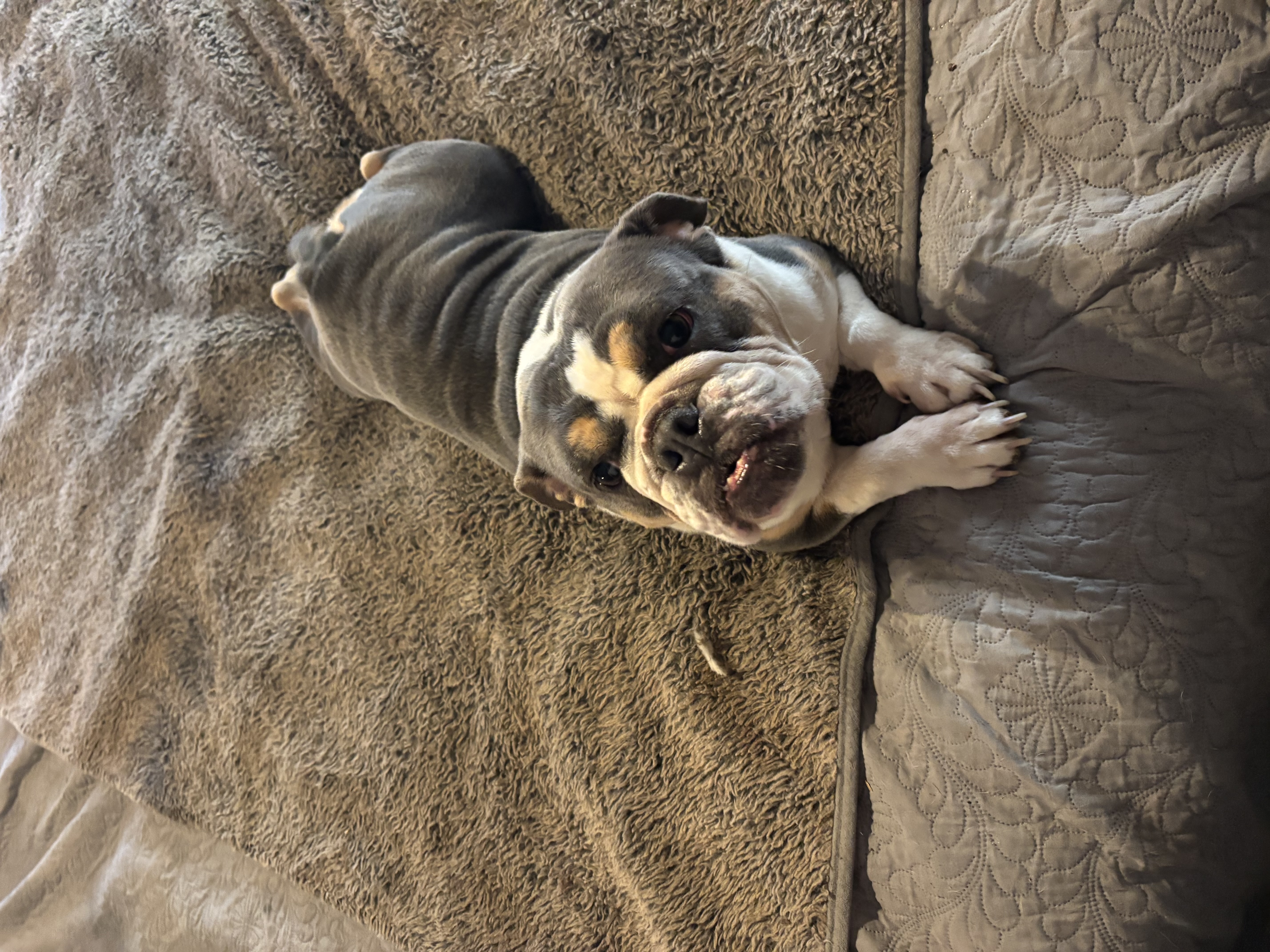 Jazzy  – English Bulldog puppy for sale in Whiting, KS