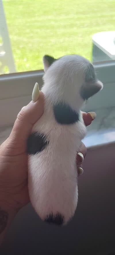 Robin, a female Chihuahua for sale in Sebring, FL – 2 of 6