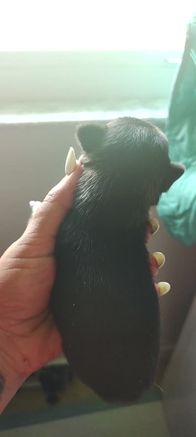 Batman, a male Chihuahua for sale in Sebring, FL – 2 of 8