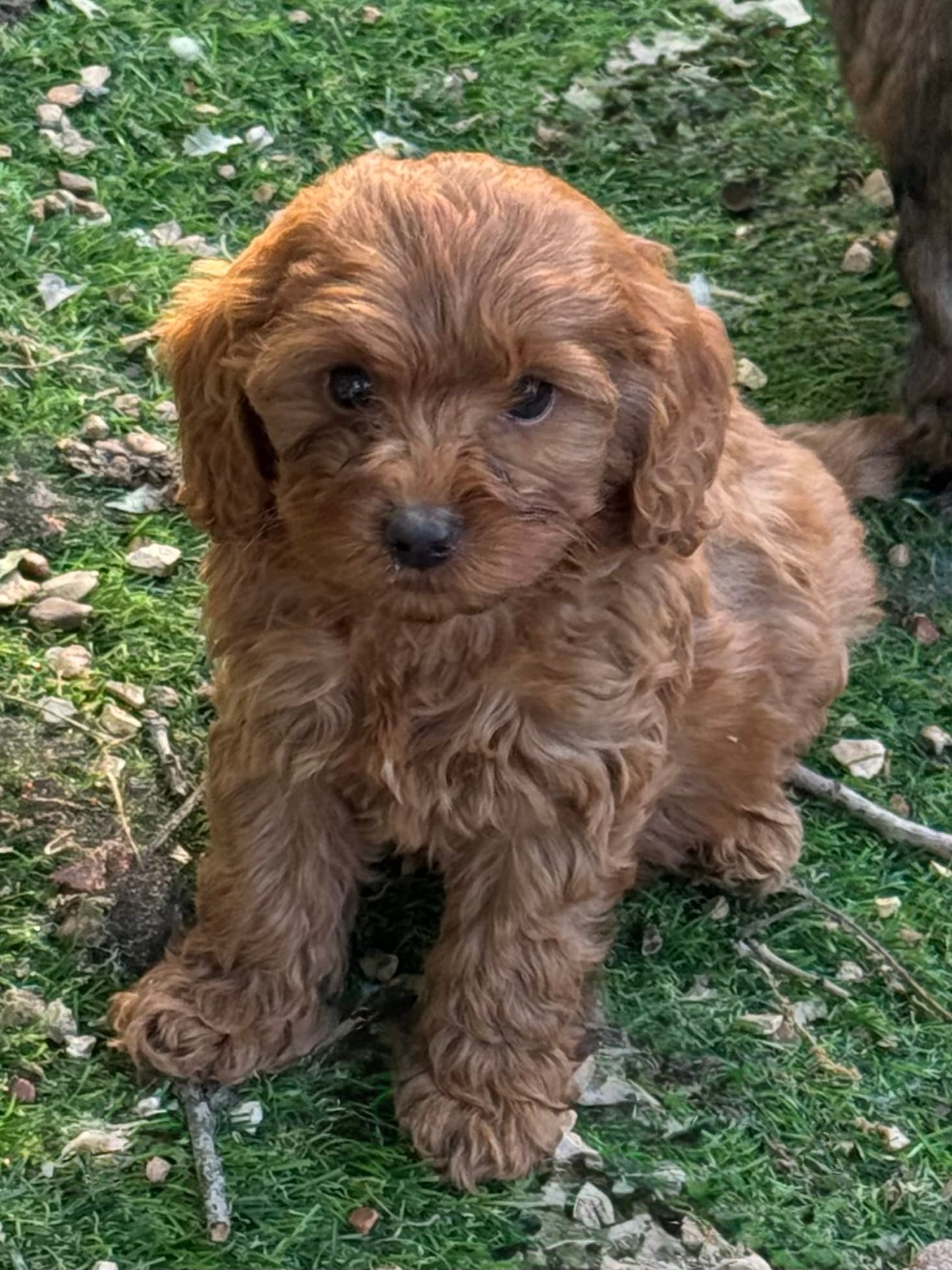 Ric – Cockapoo puppy for sale in Republic, MO